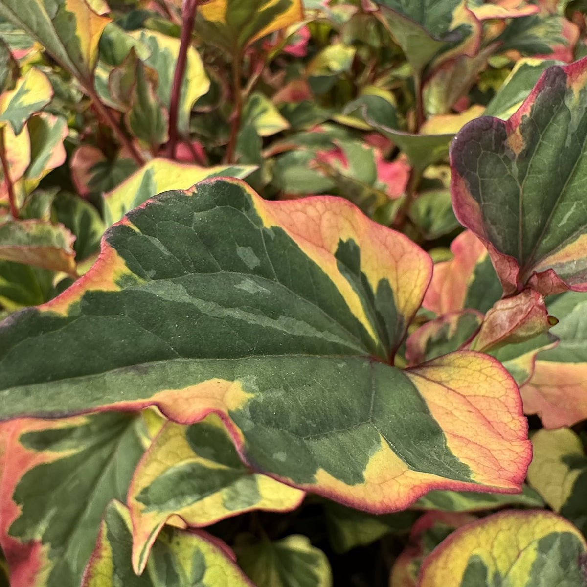 Houttuynia cordata 'Flame'