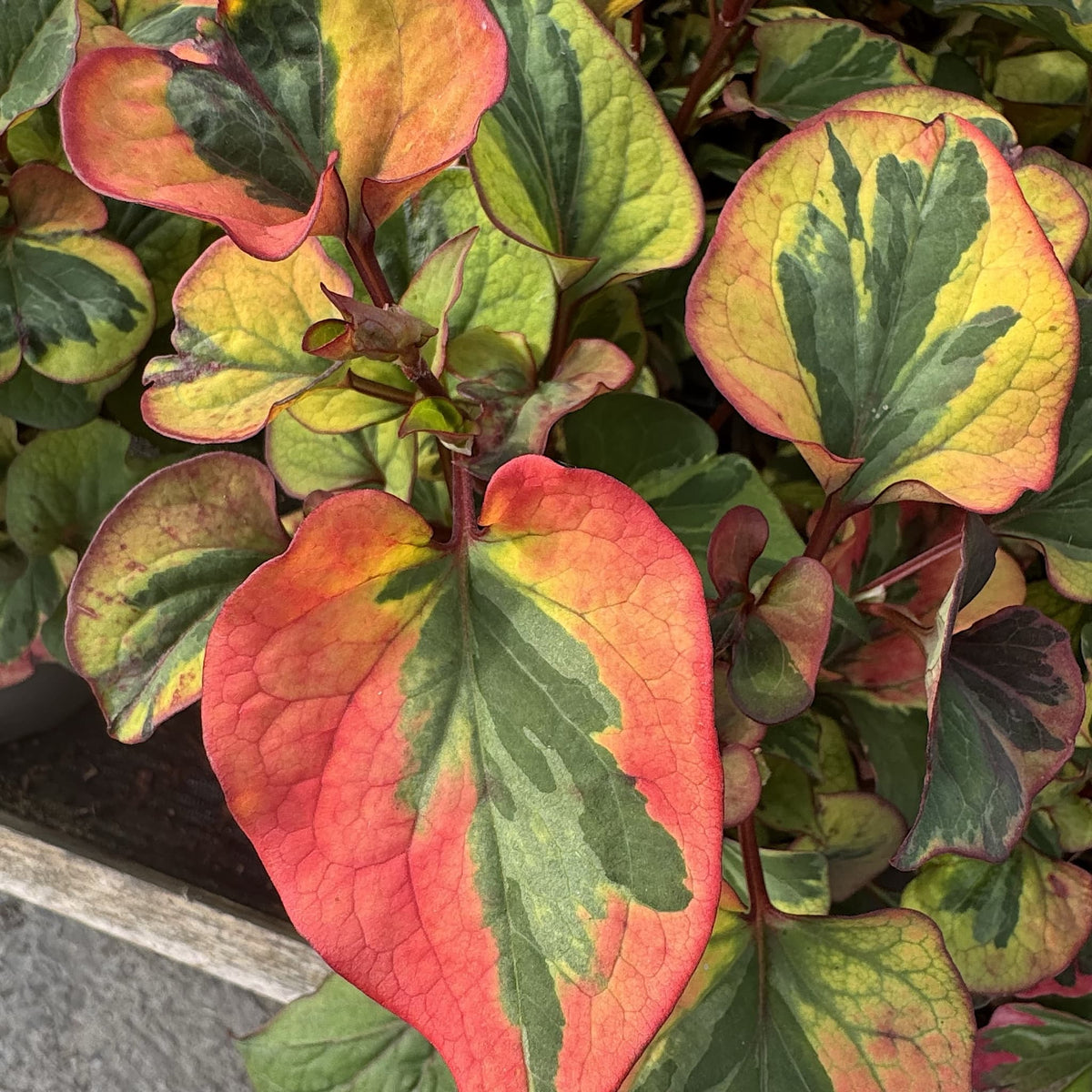 Houttuynia cordata 'Flame'