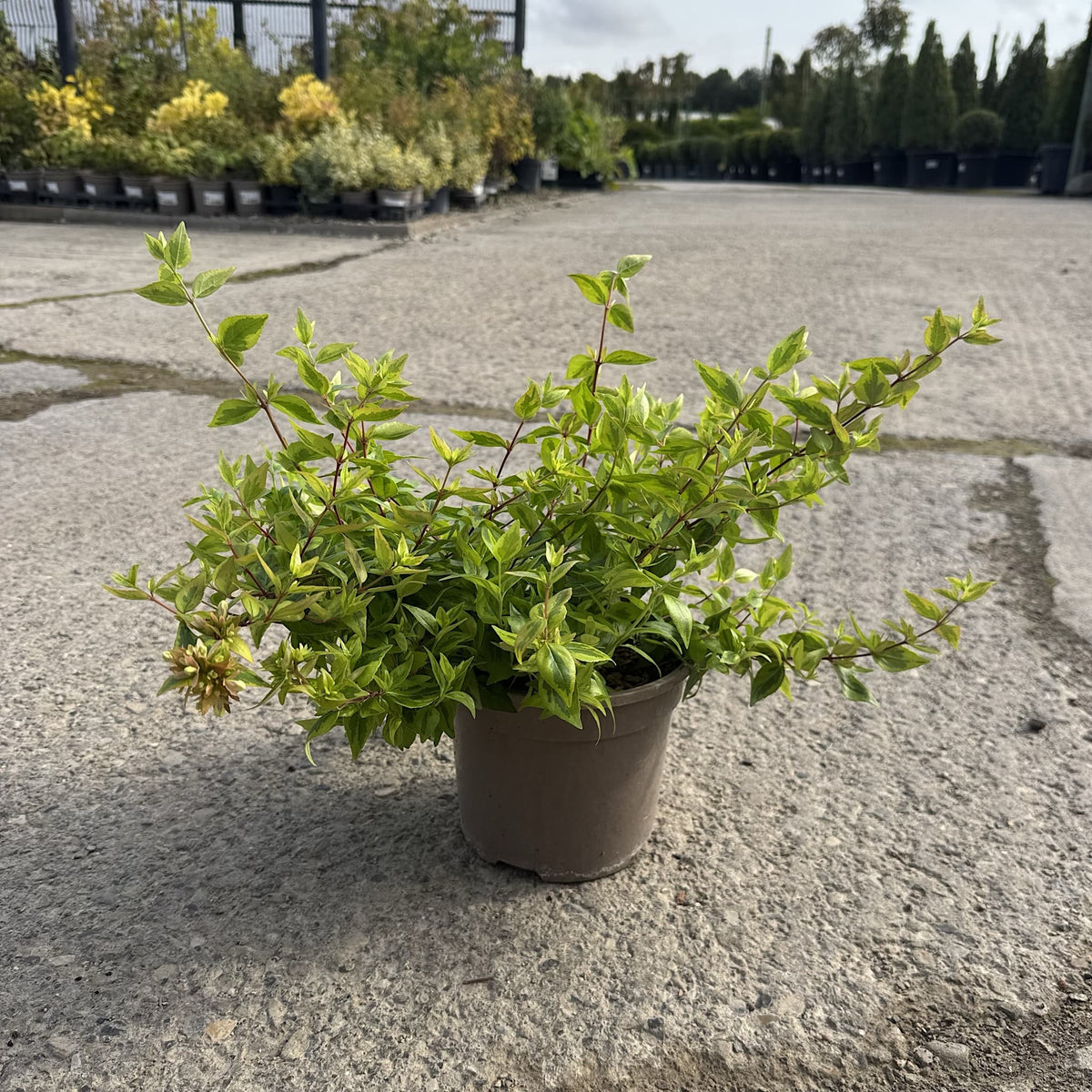 Abelia grand. 'Kaleidoscope'