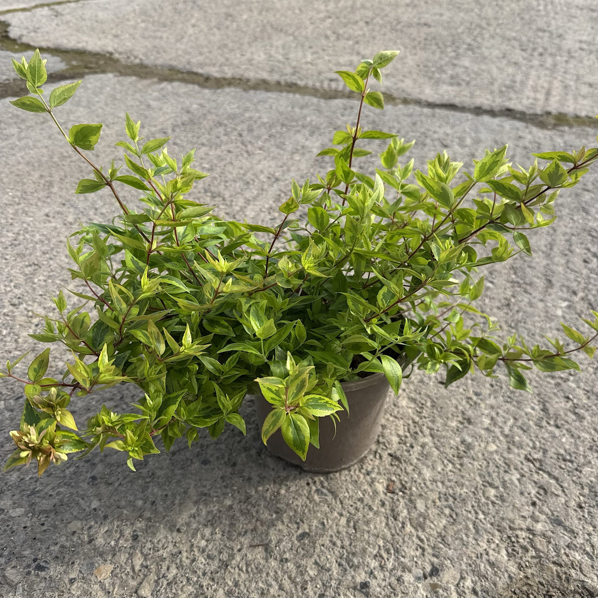 Abelia grand. 'Kaleidoscope'