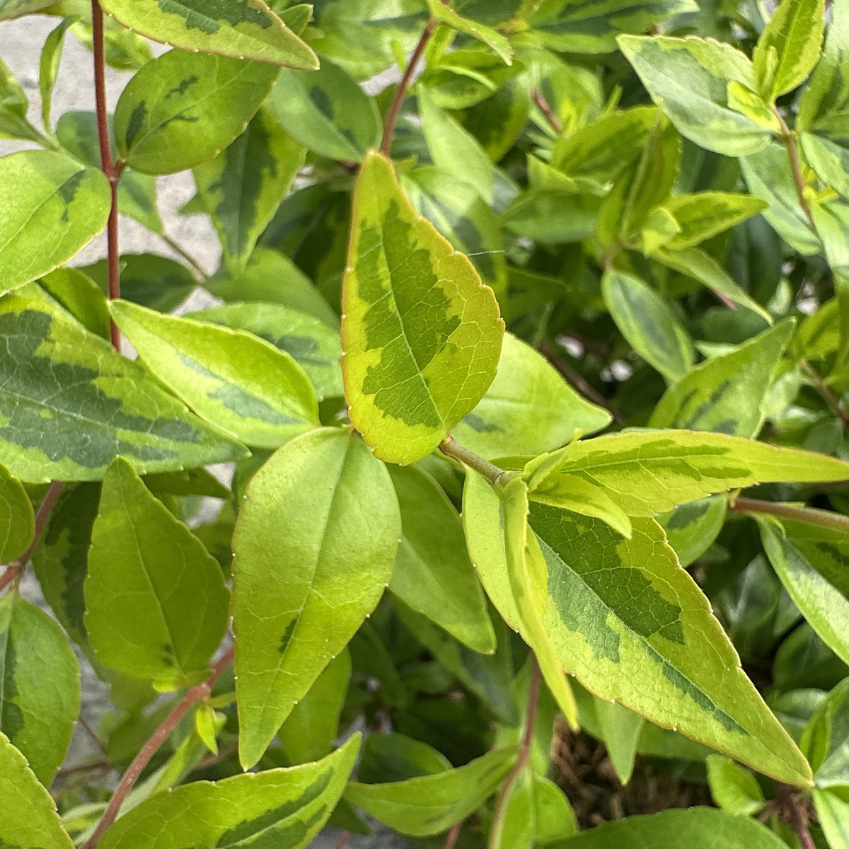 Abelia grand. 'Kaleidoscope'