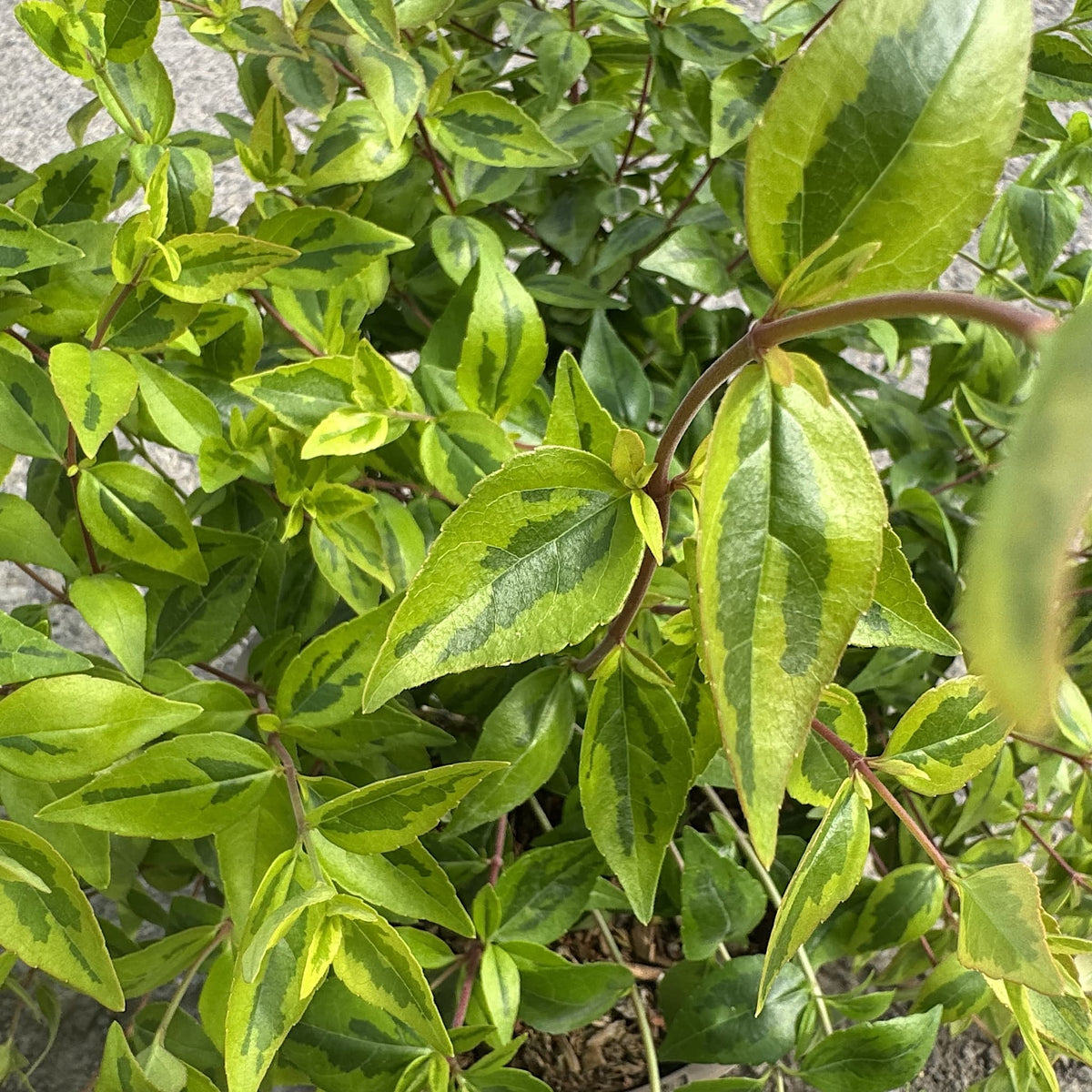 Abelia grand. 'Kaleidoscope'