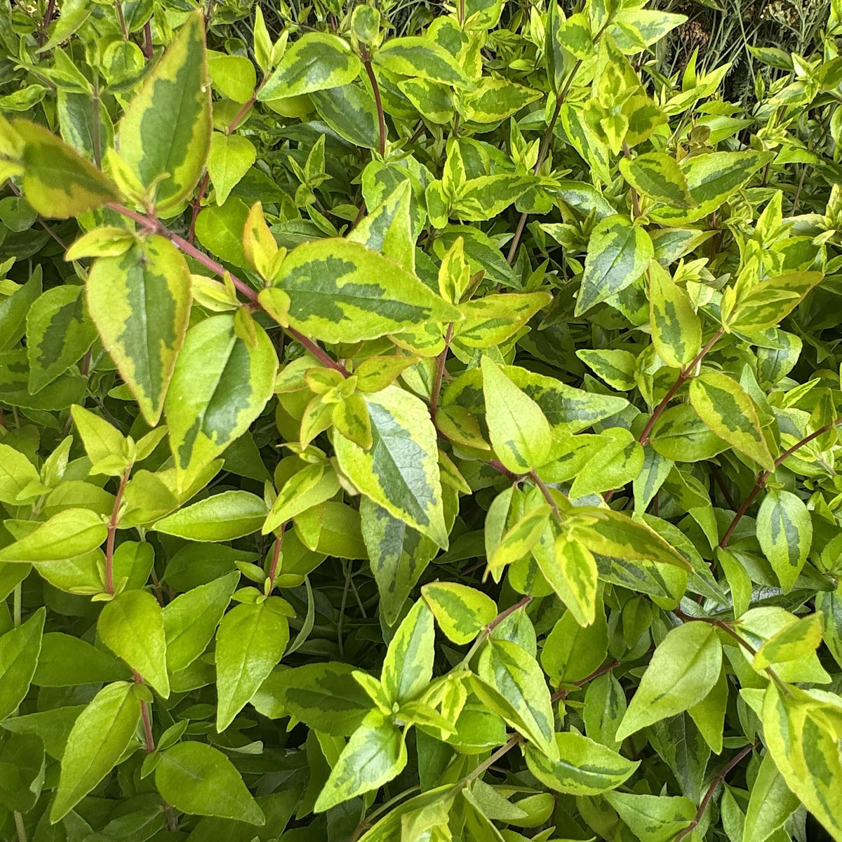 Abelia grand. 'Kaleidoscope'