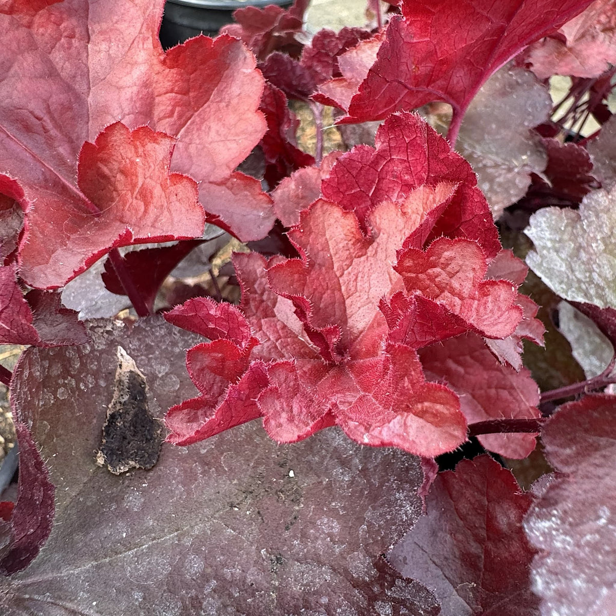 Heuchera 'World Cafe Vienna'