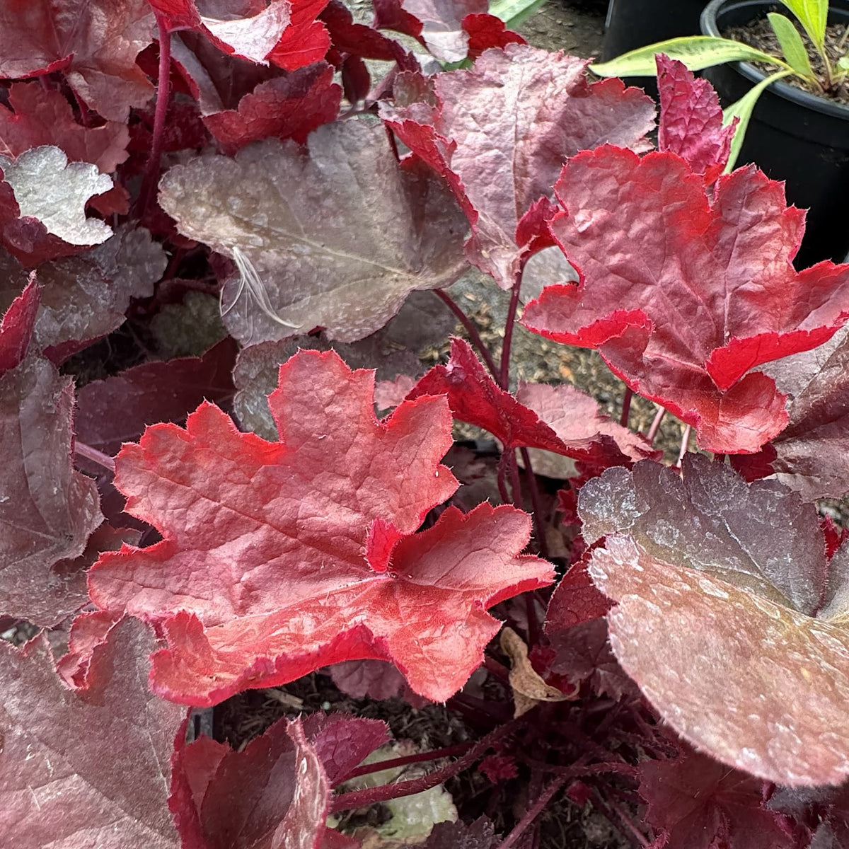 Heuchera 'World Cafe Vienna'