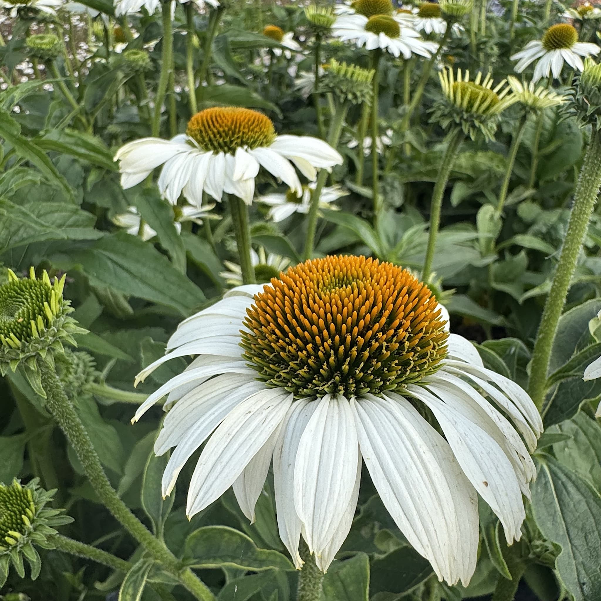 Echinacea purp. 'White Swan'