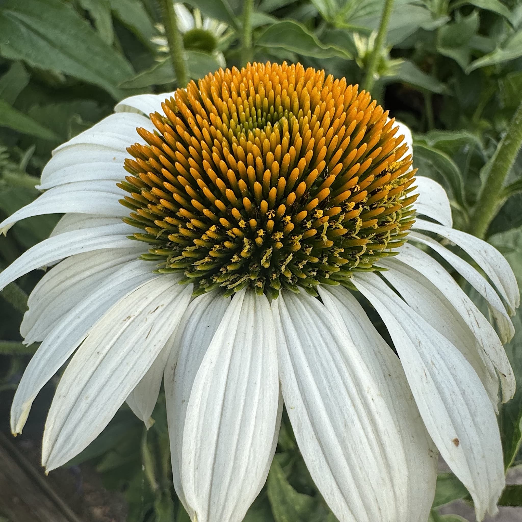 Echinacea purp. 'White Swan'