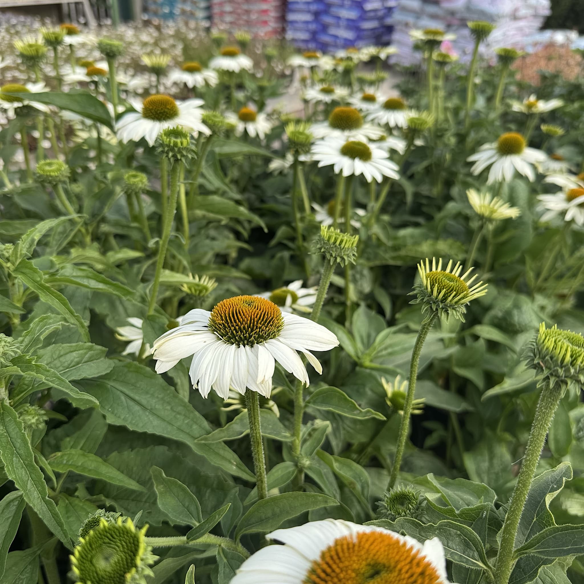 Echinacea purp. 'White Swan'