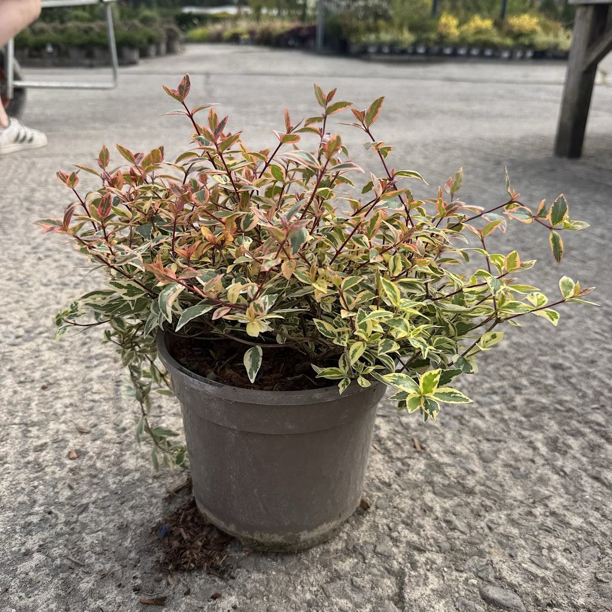 Abelia 'Tricolor Charm'