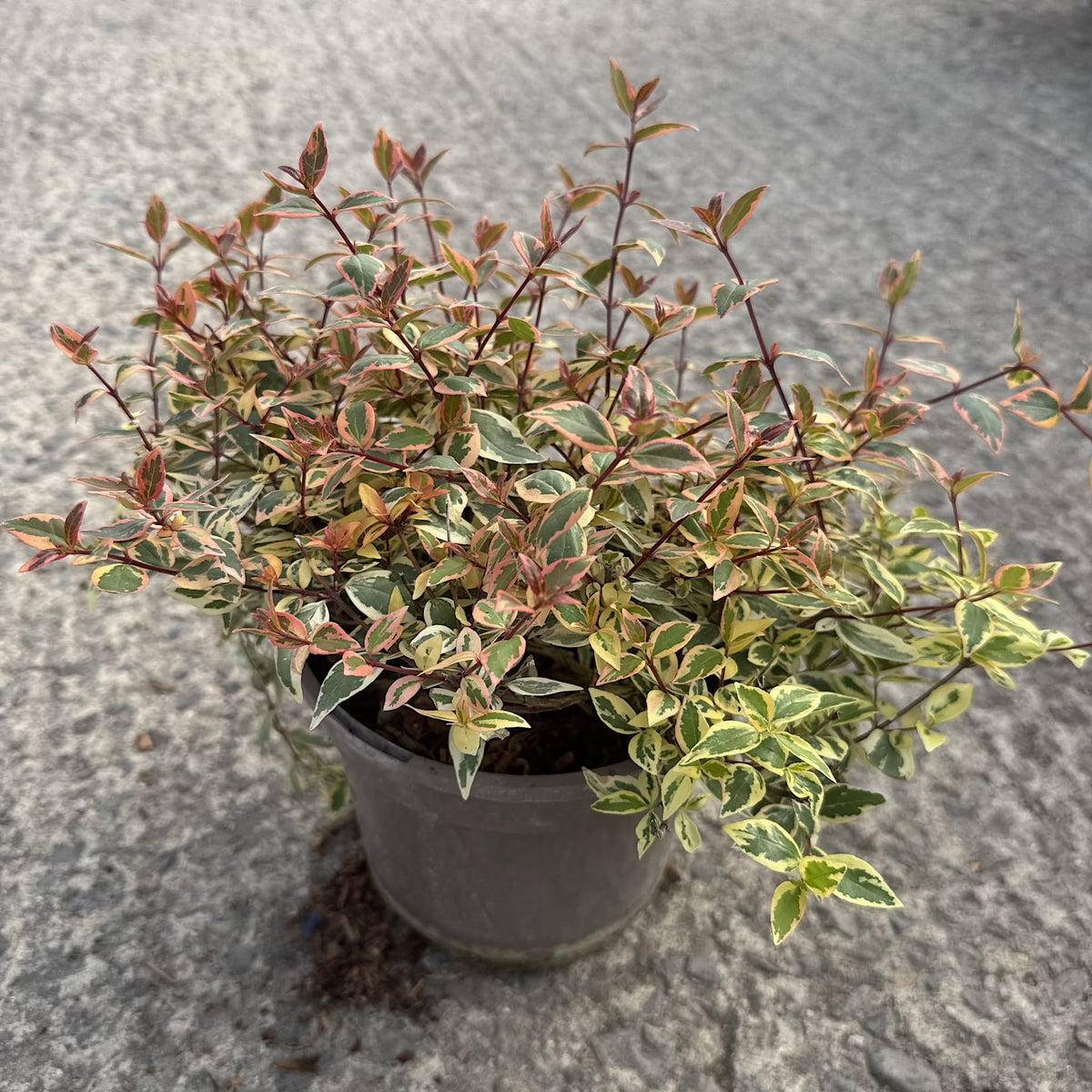 Abelia 'Tricolor Charm'