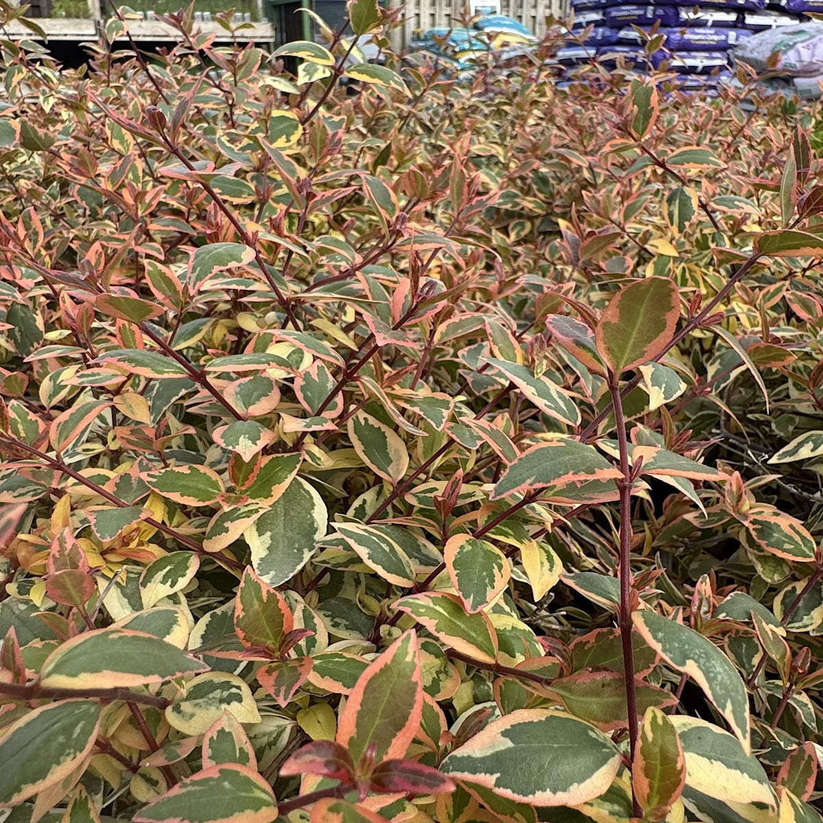 Abelia 'Tricolor Charm'