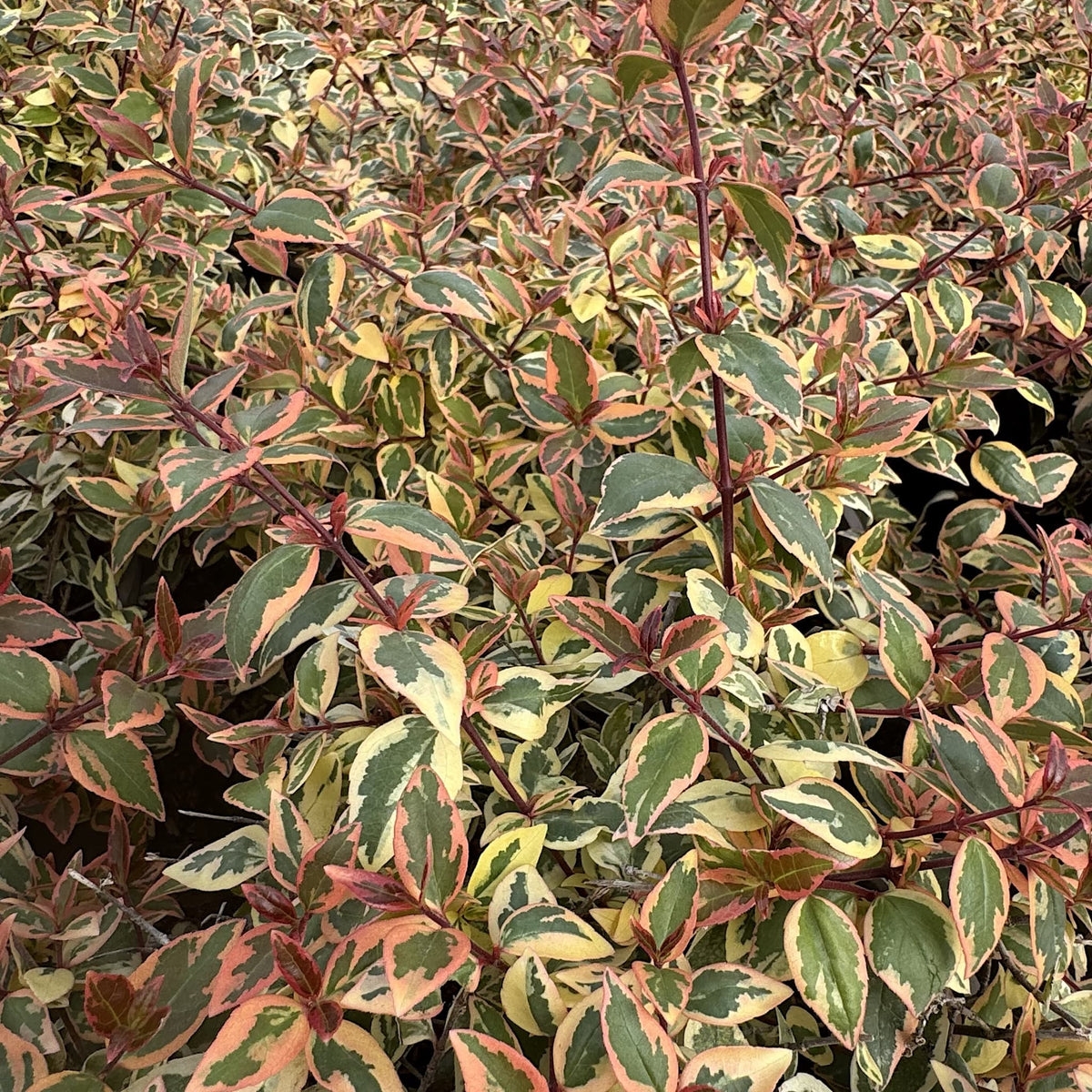 Abelia 'Tricolor Charm'