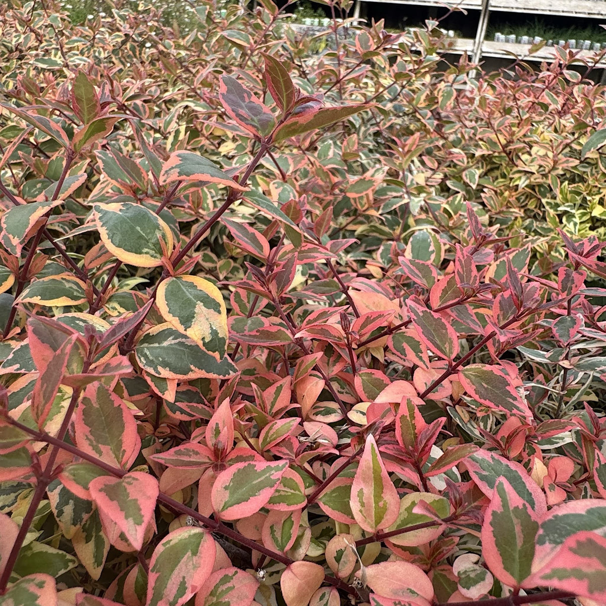 Abelia 'Tricolor Charm'
