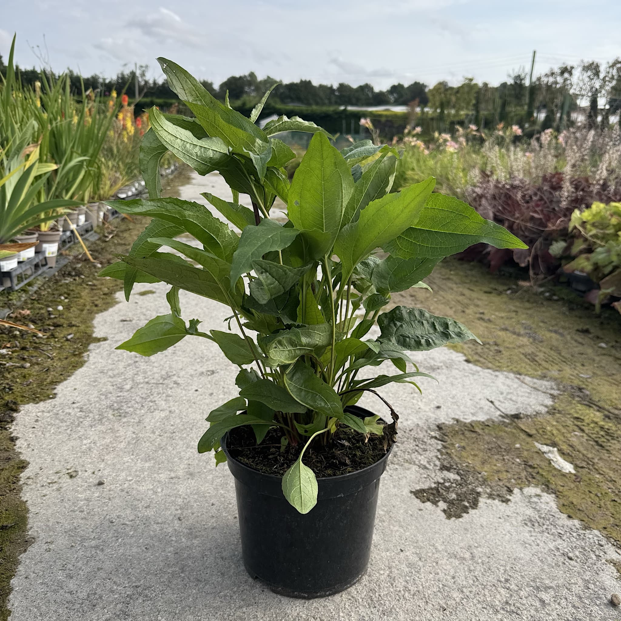 Echinacea purpurea