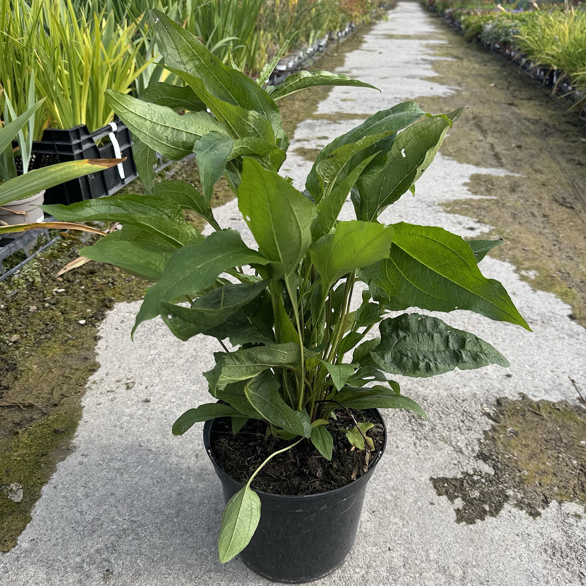 Echinacea purpurea