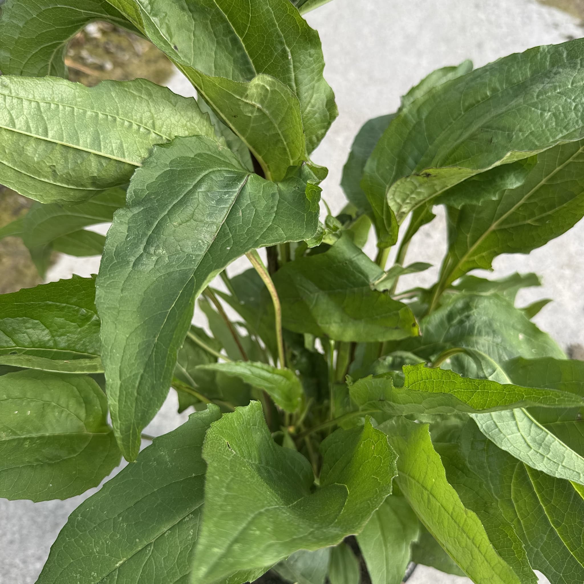 Echinacea purpurea