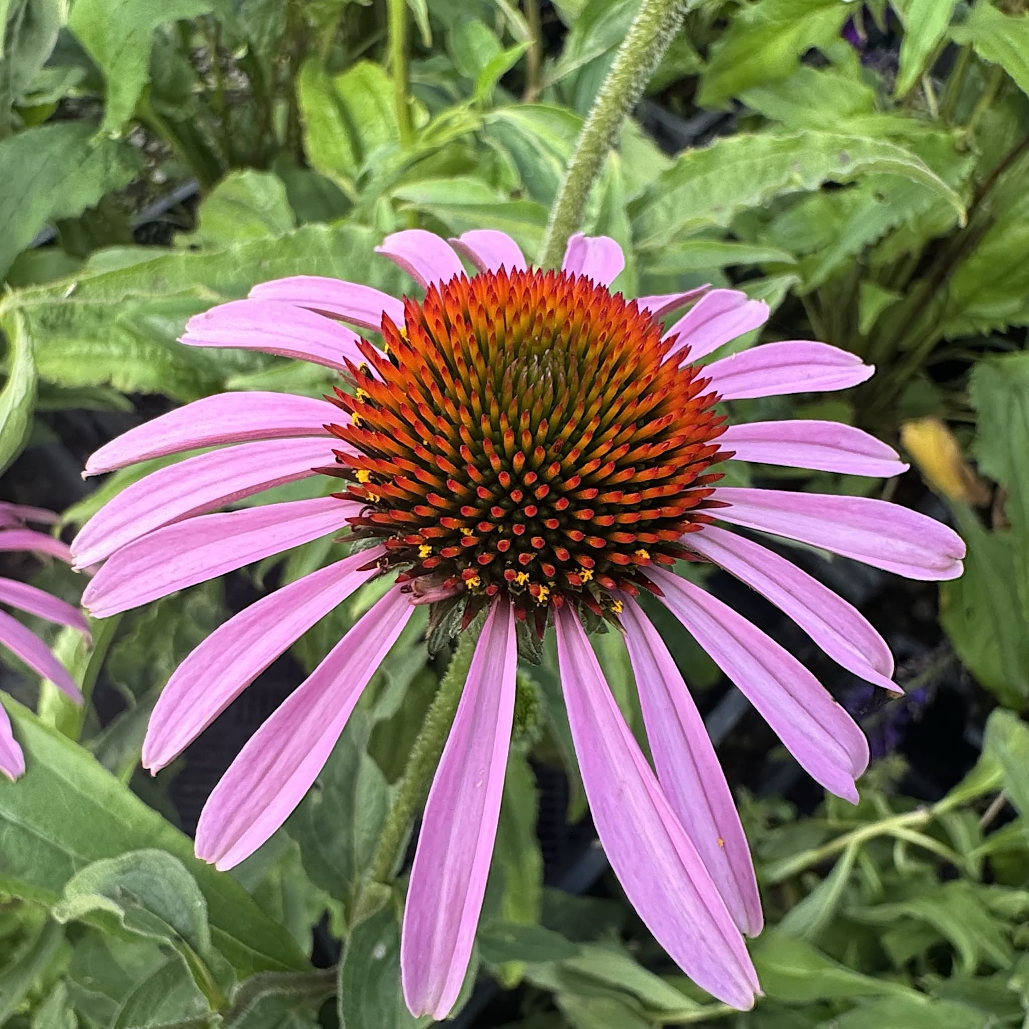Echinacea purpurea