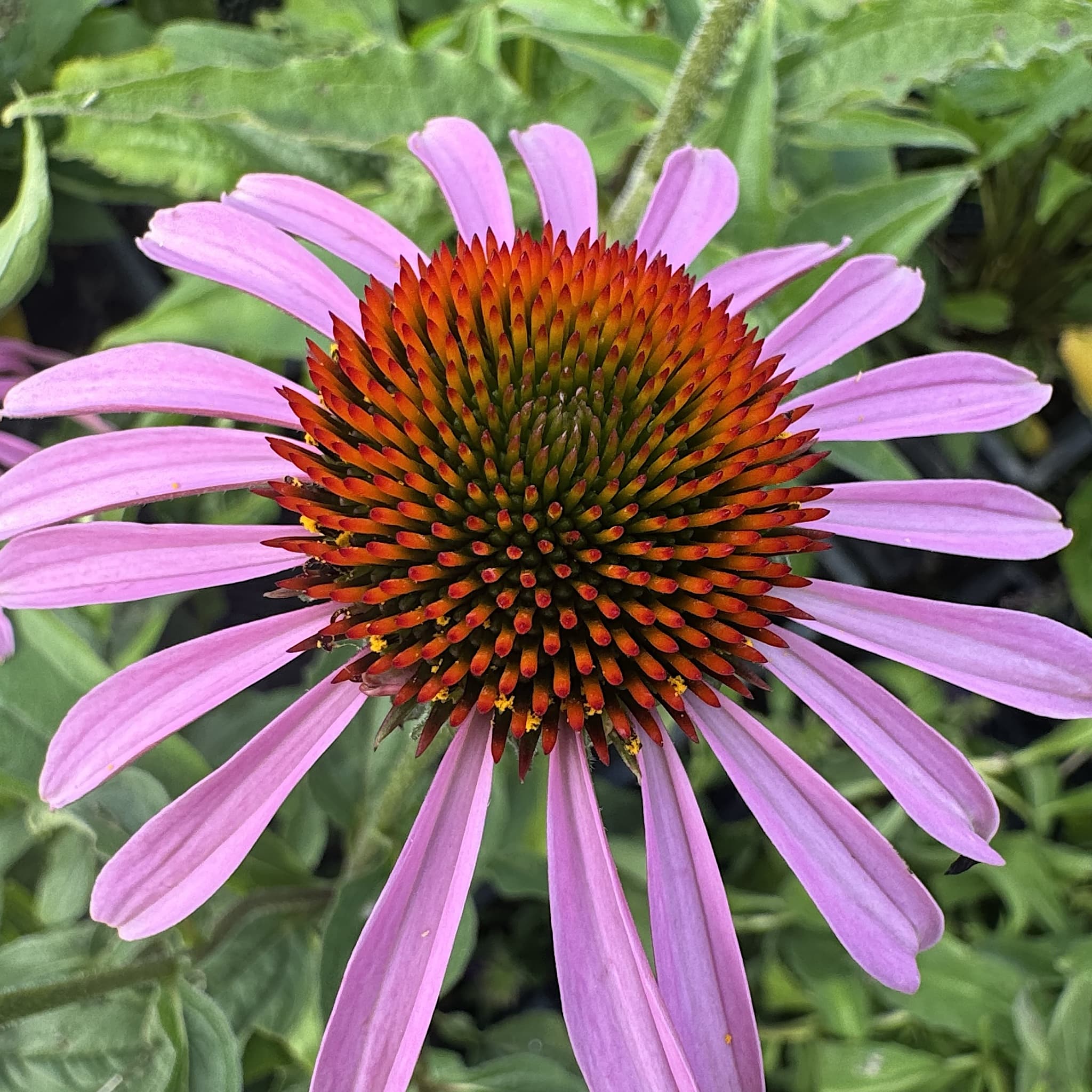 Echinacea purpurea