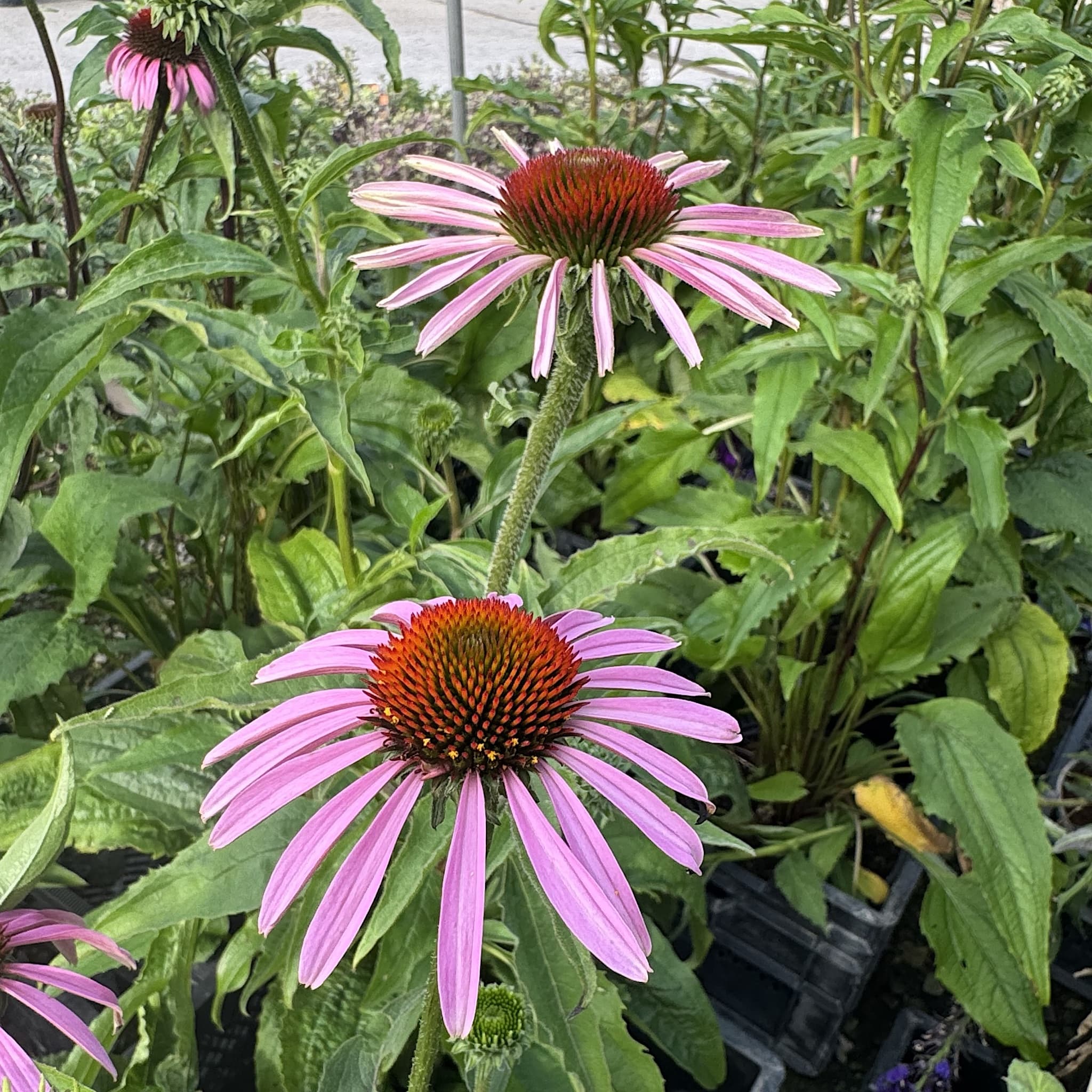 Echinacea purpurea