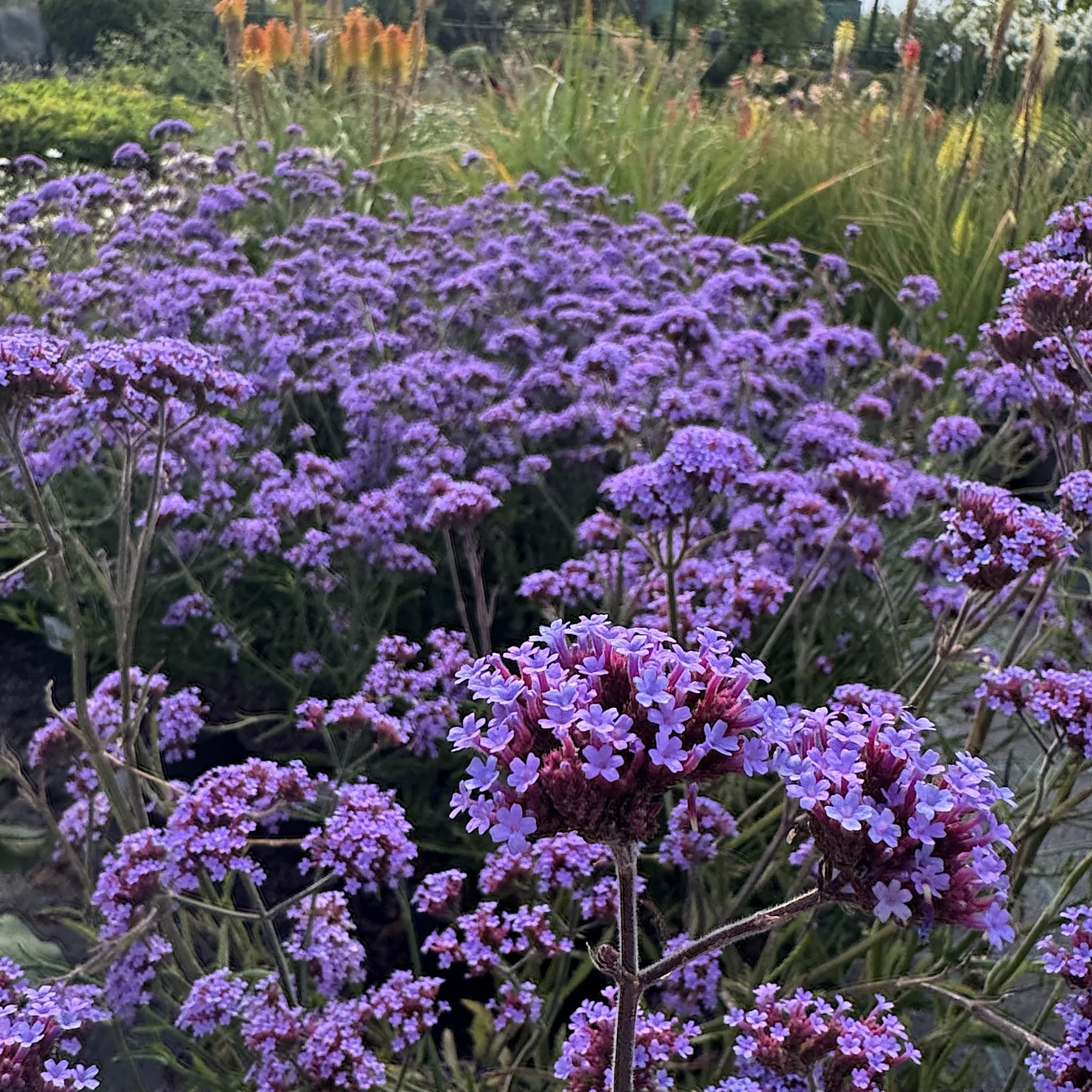 Verbena bonariensis 'Lollipop'
