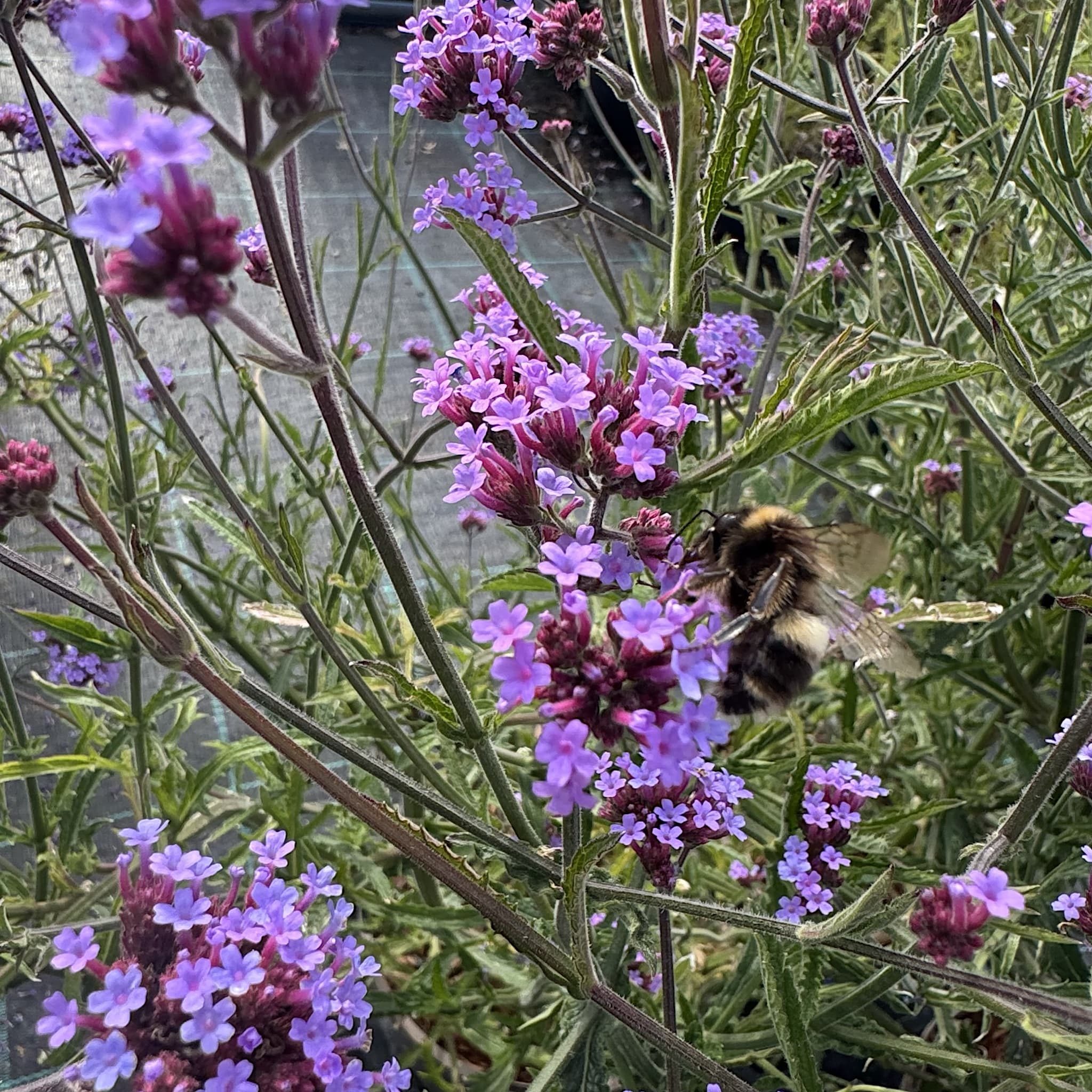 Verbena bonariensis 'Lollipop'