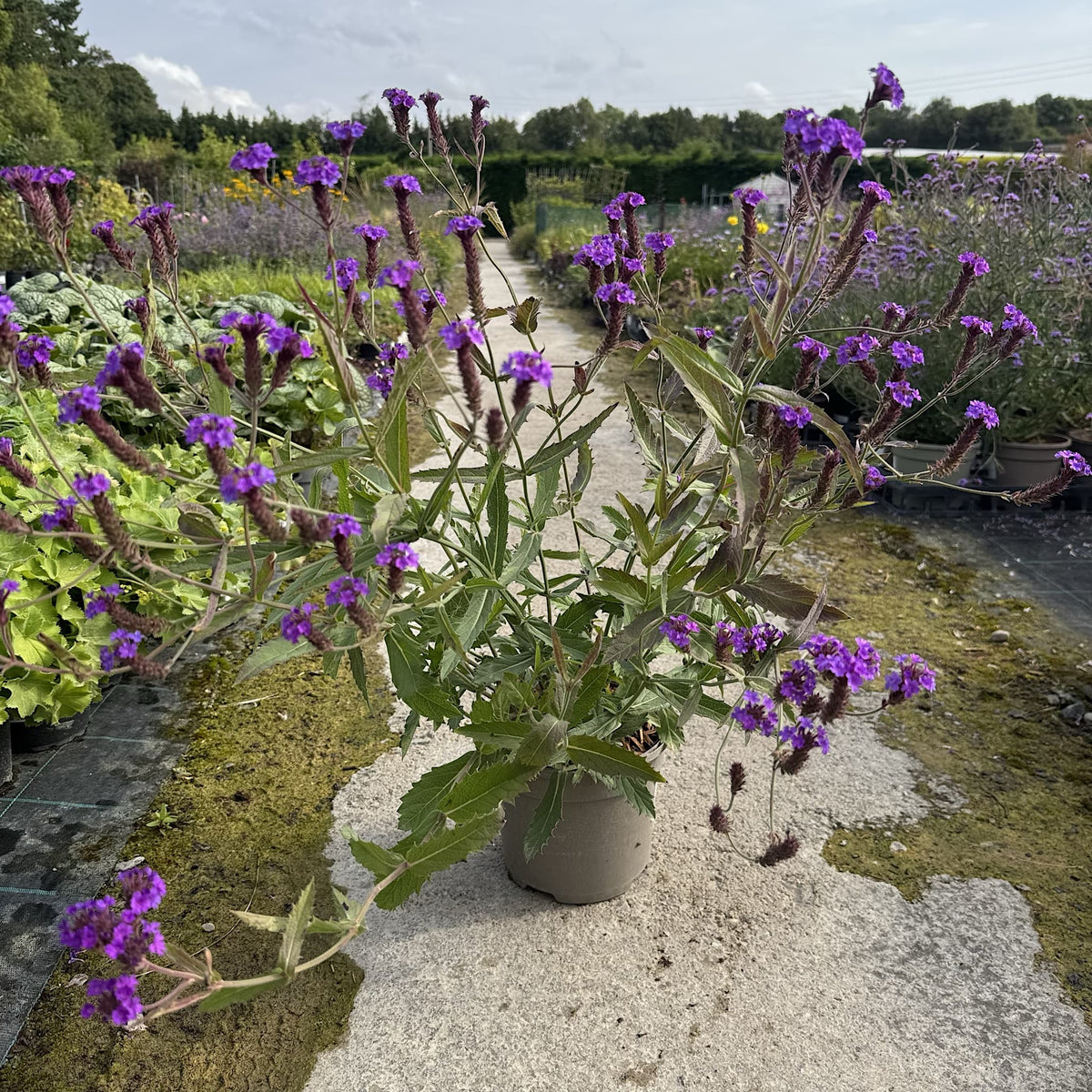 Verbena 'Santos Purple'