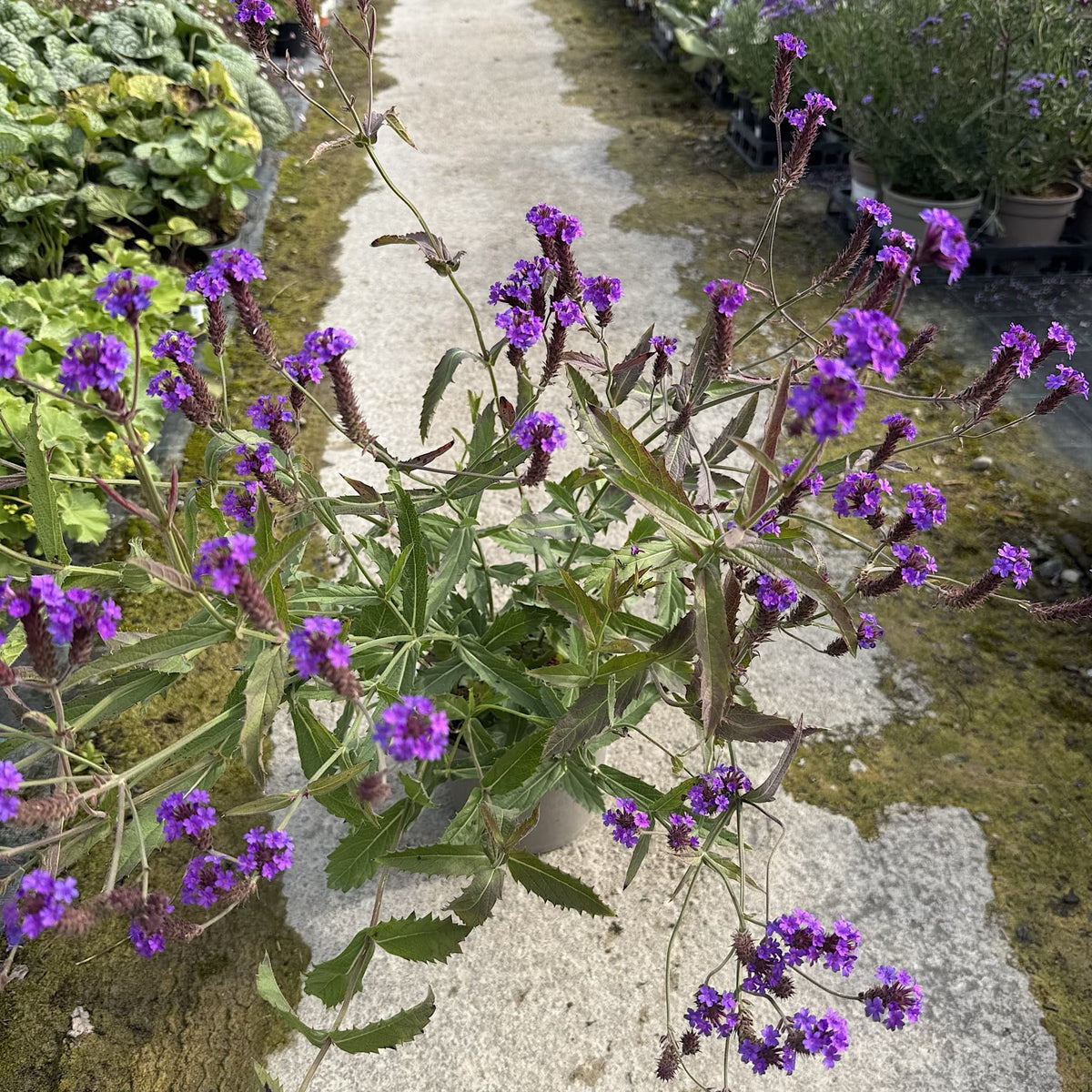 Verbena 'Santos Purple'