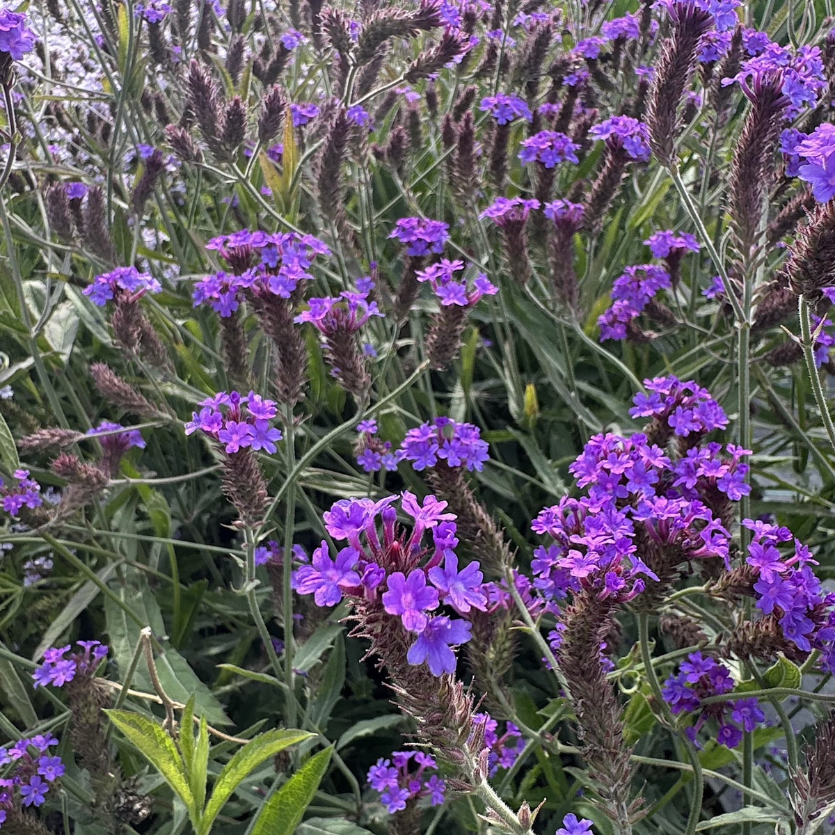 Verbena 'Santos Purple'