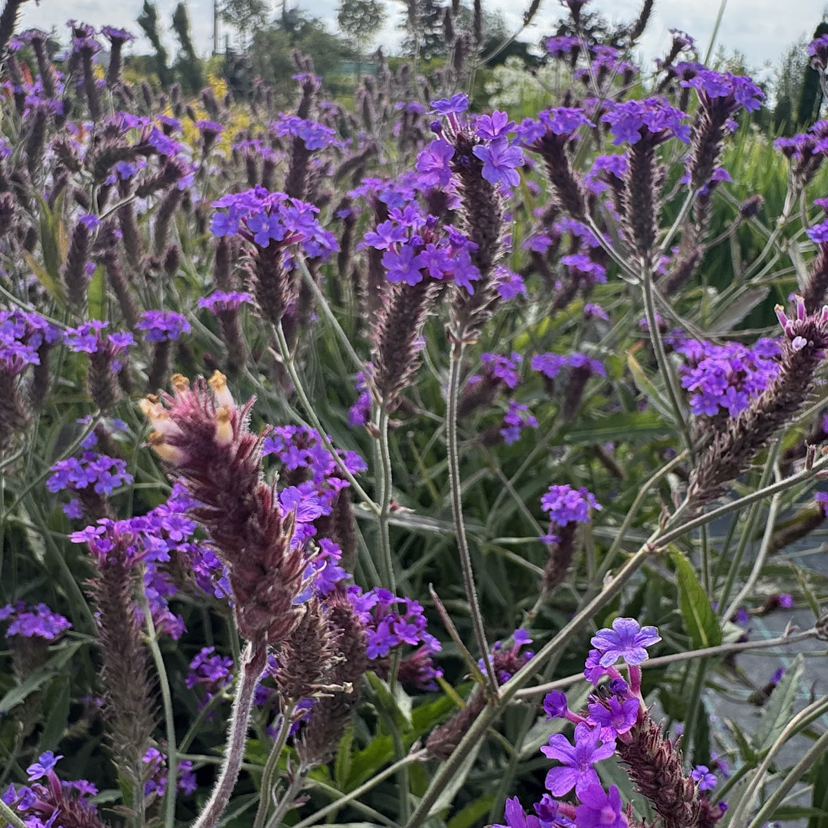 Verbena 'Santos Purple'