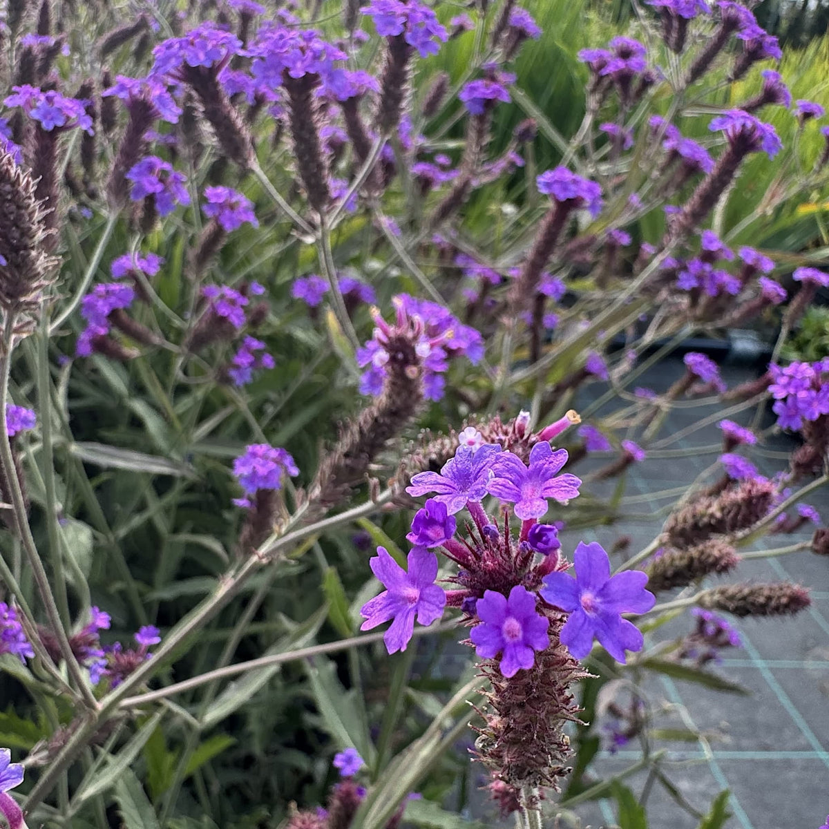 Verbena 'Santos Purple'