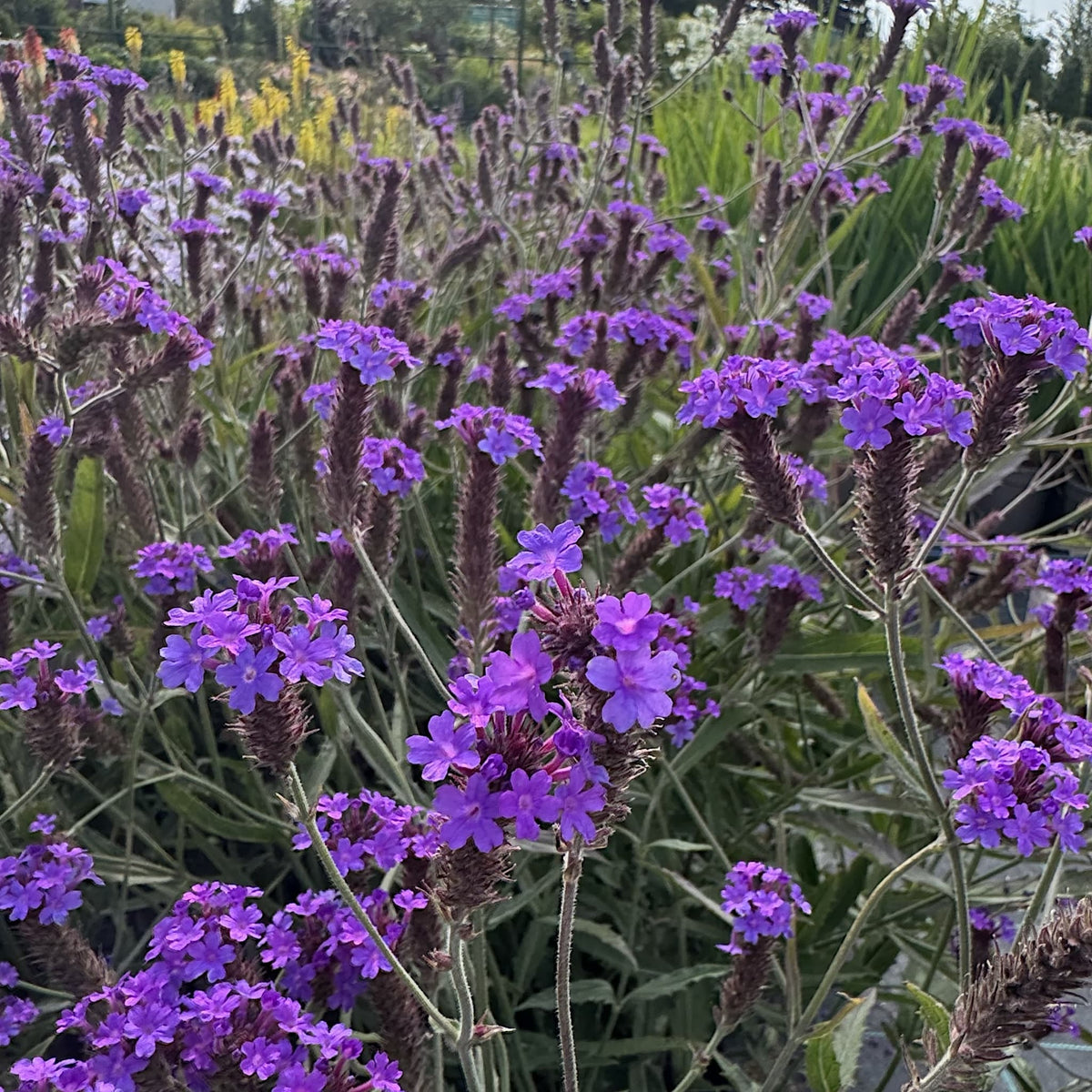Verbena 'Santos Purple'