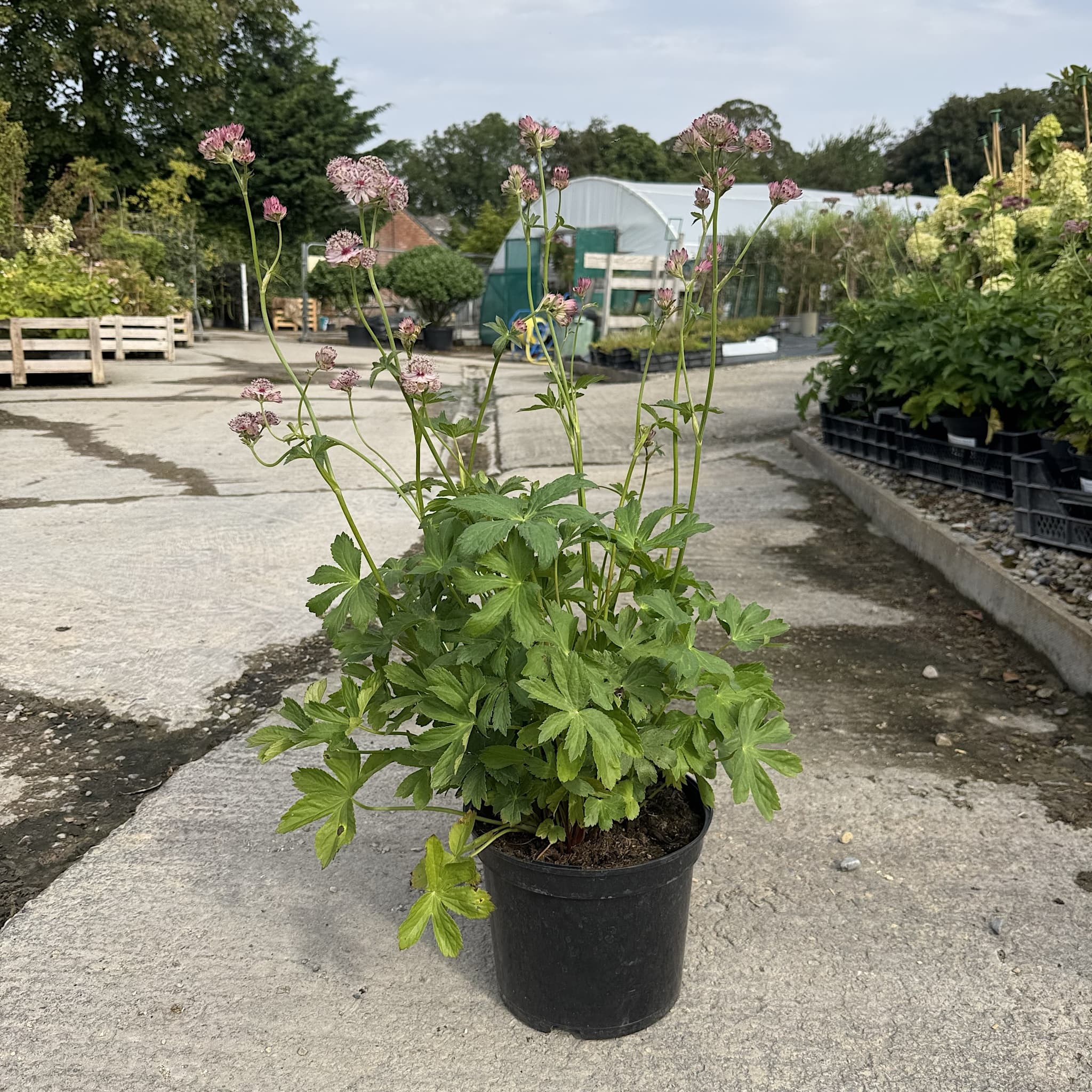 Astrantia maj. 'Roma'