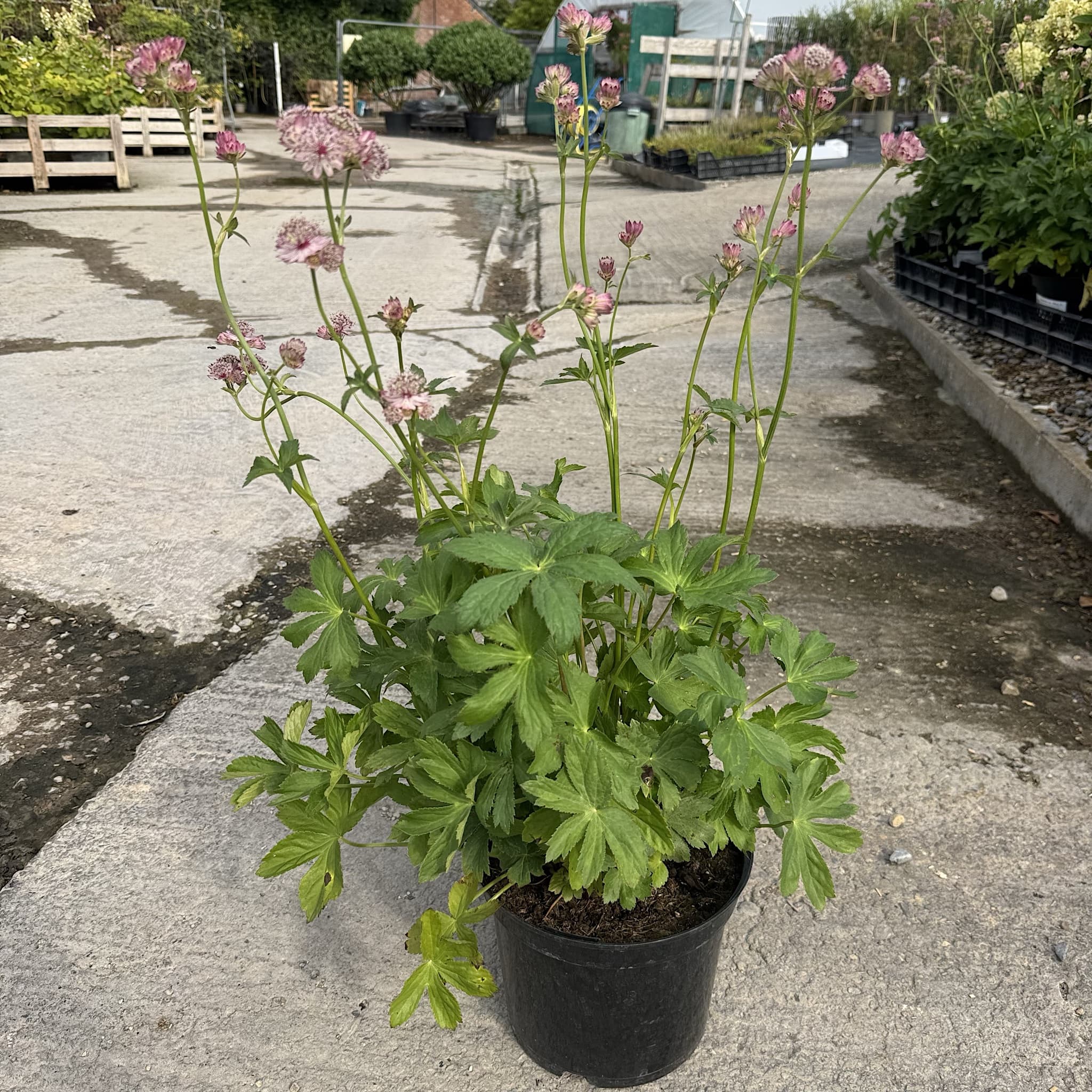 Astrantia maj. 'Roma'