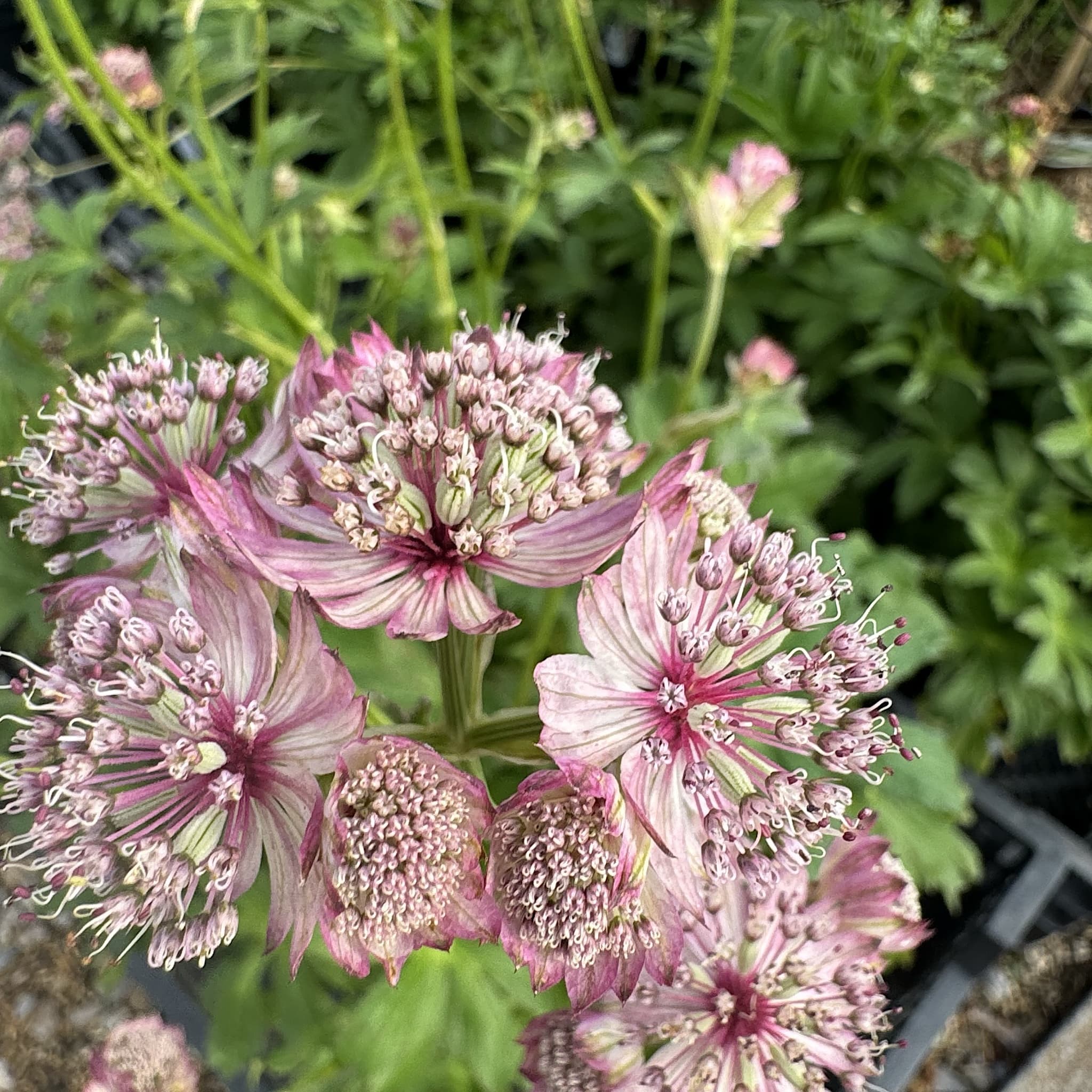 Astrantia maj. 'Roma'