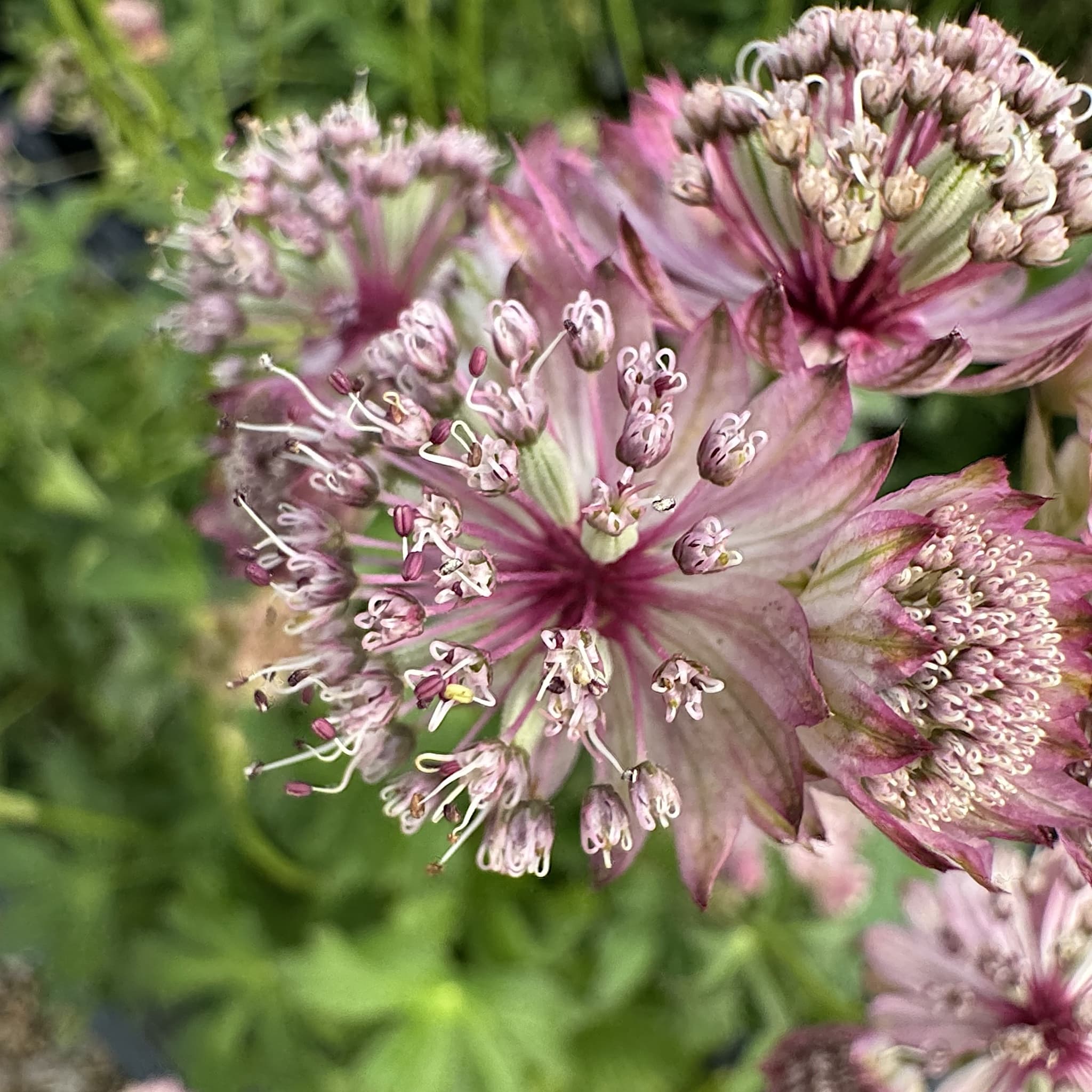 Astrantia maj. 'Roma'