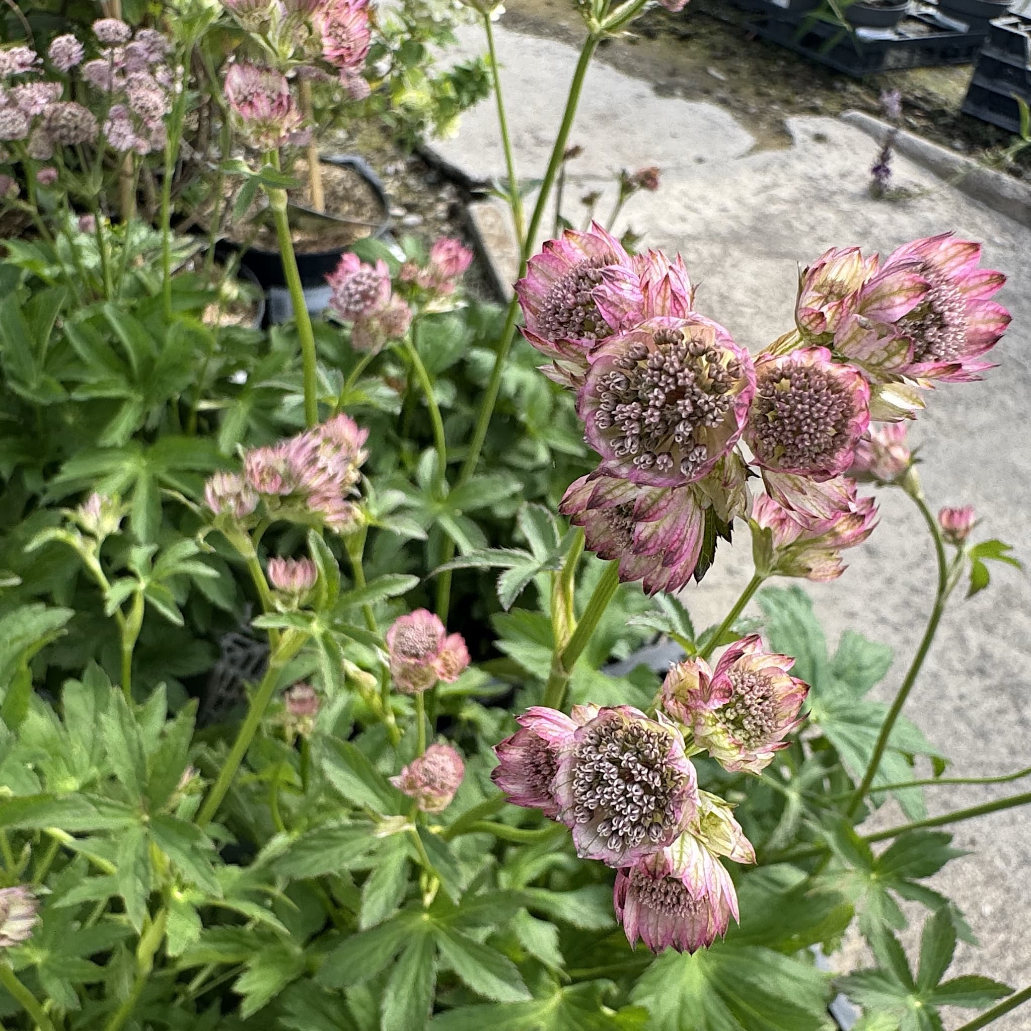 Astrantia maj. 'Roma'