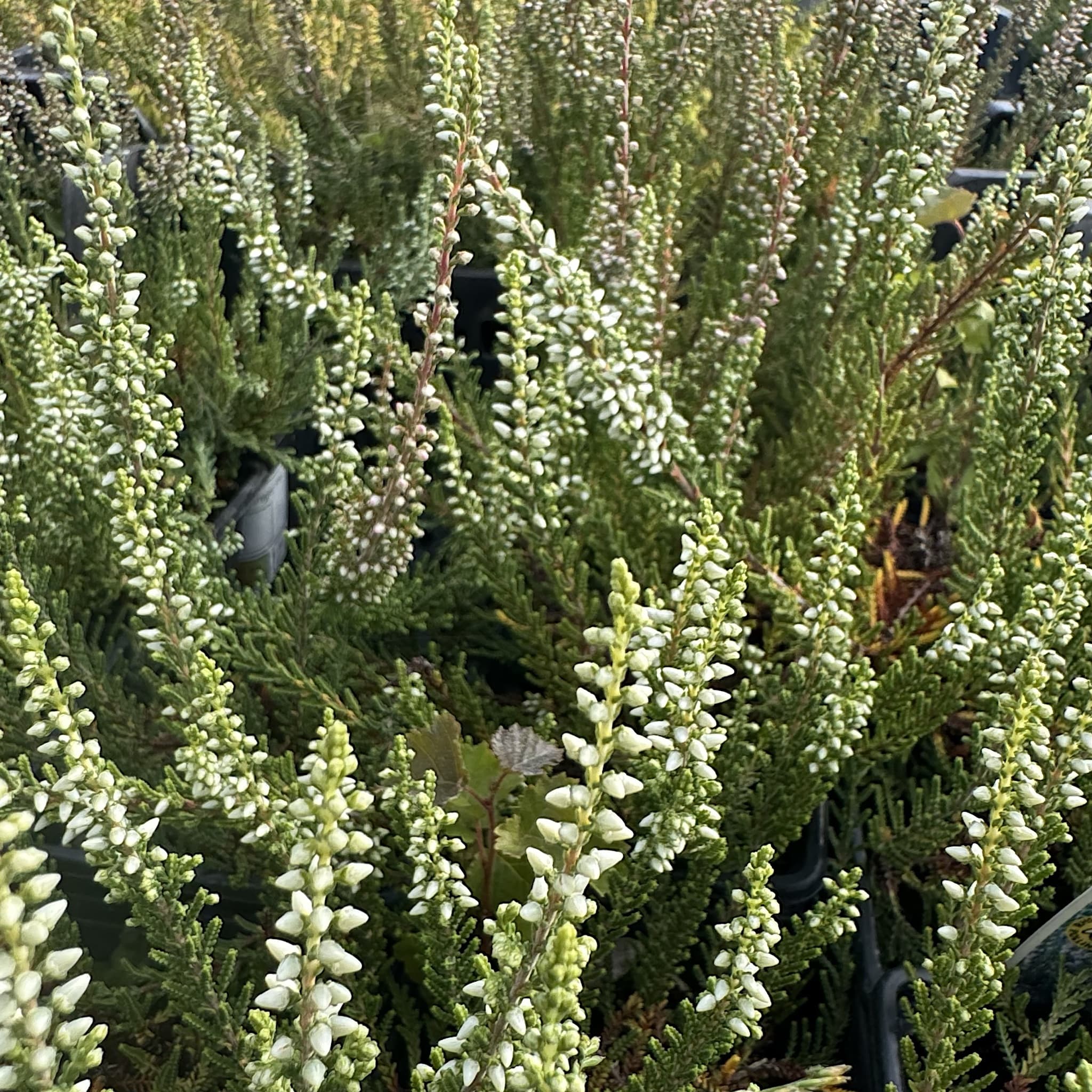 Calluna vulg. 'Silver Knight'
