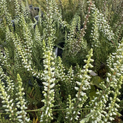 Calluna vulg. 'Silver Knight'