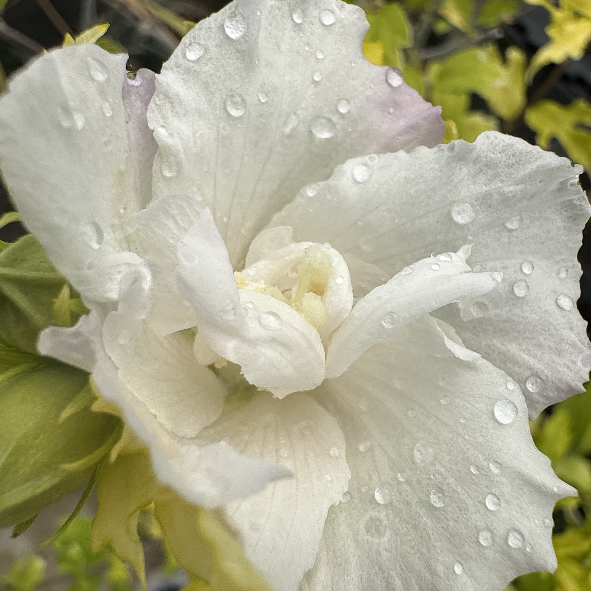 Hibiscus syr. 'Admiral Dewey'
