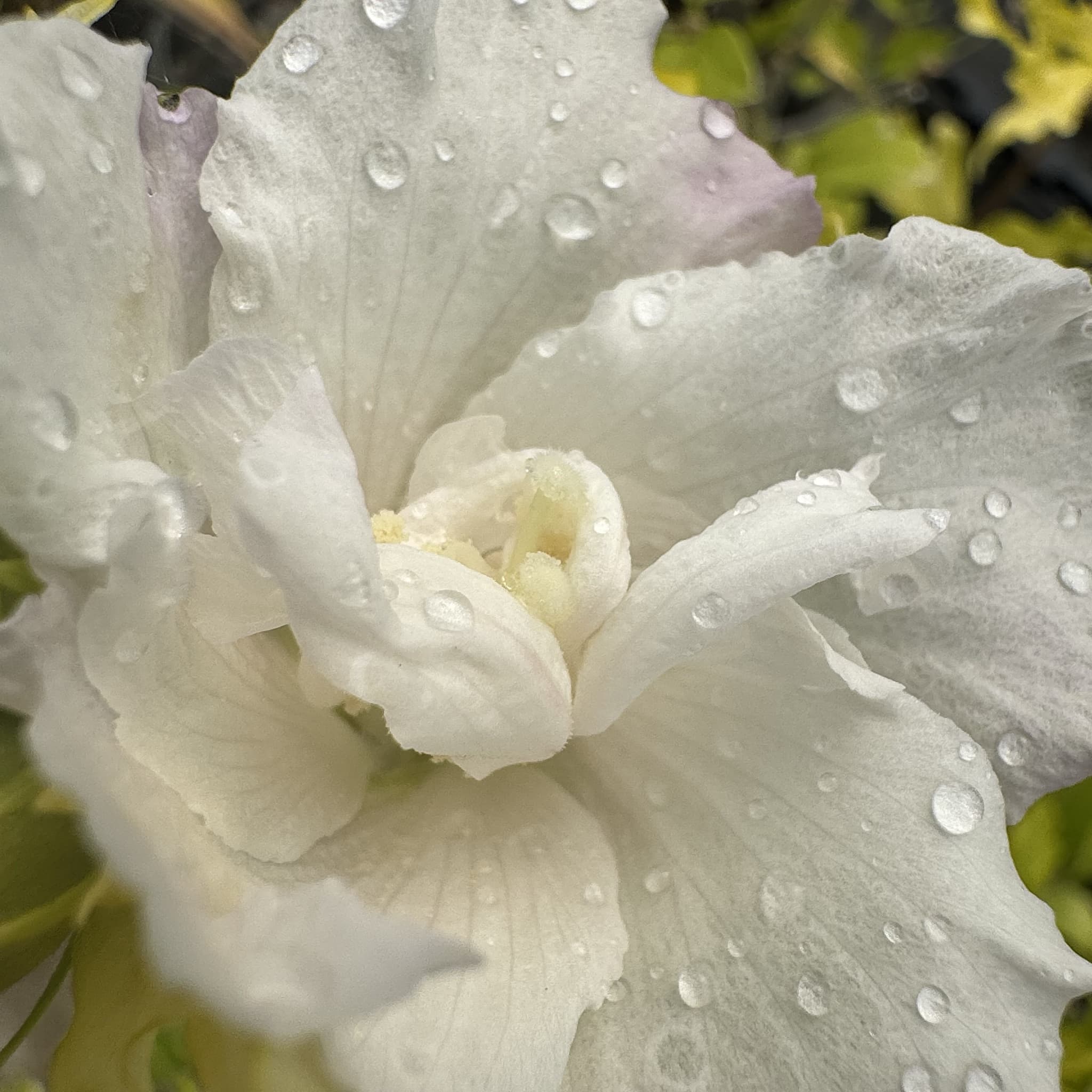 Hibiscus syr. 'Admiral Dewey'
