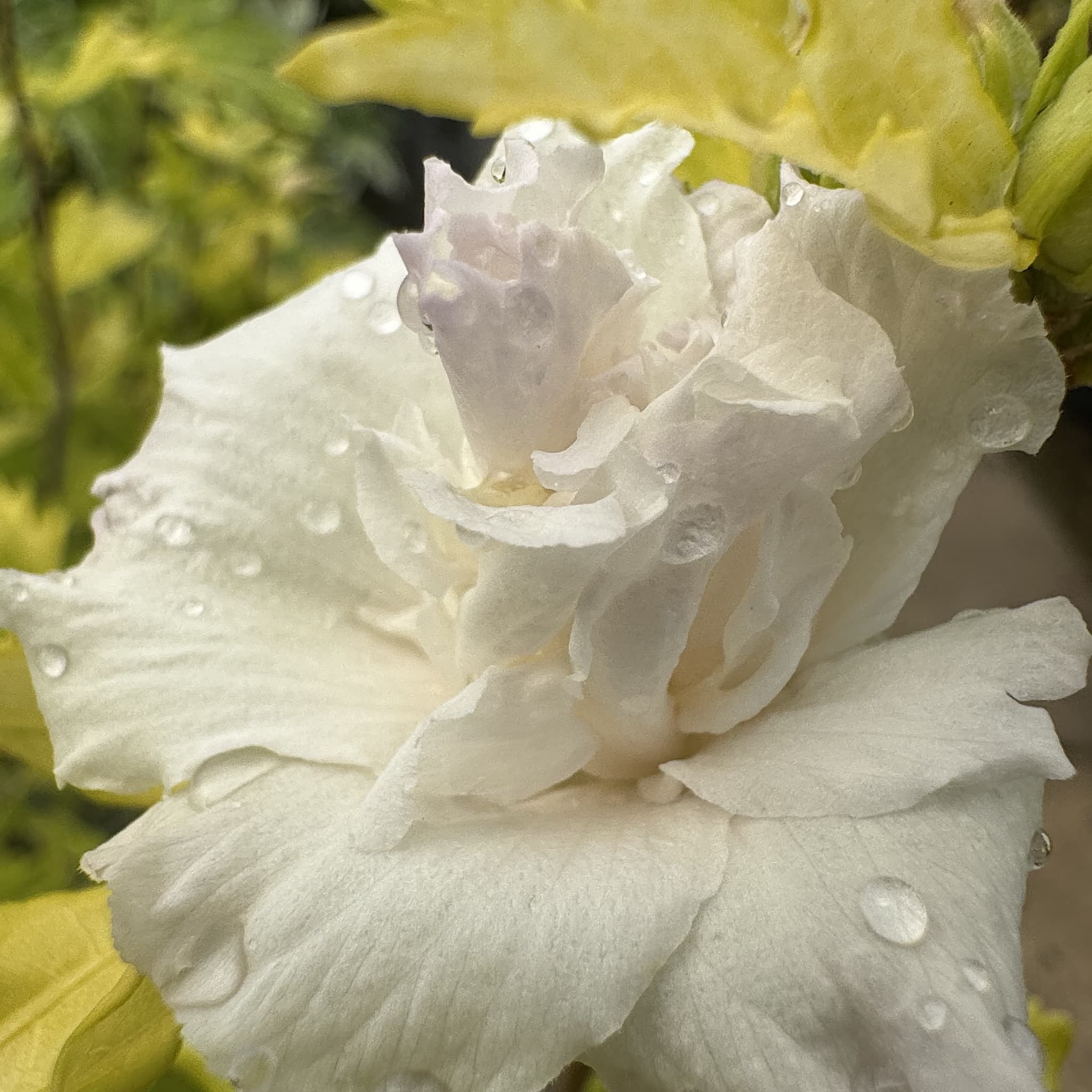 Hibiscus syr. 'Admiral Dewey'