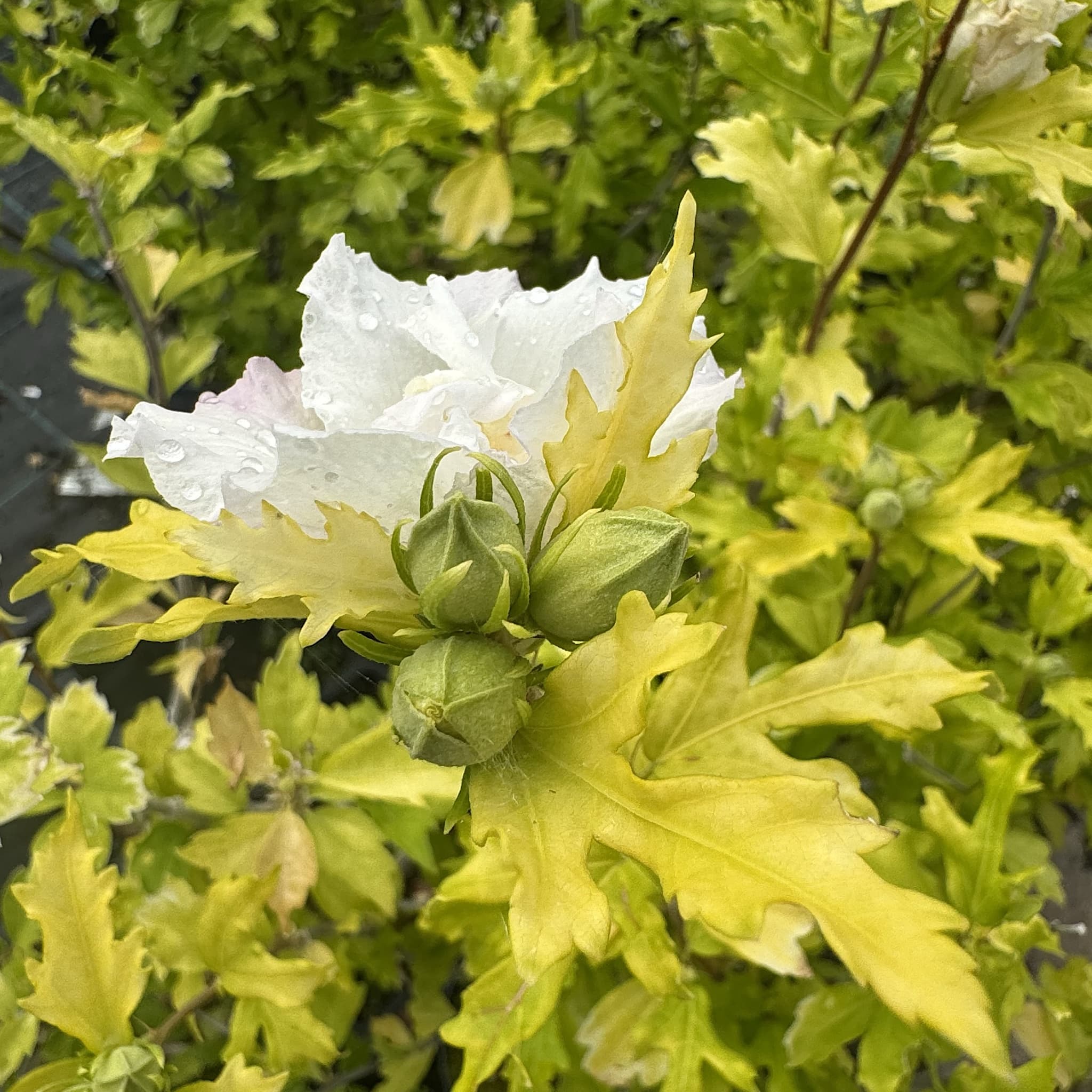 Hibiscus syr. 'Admiral Dewey'
