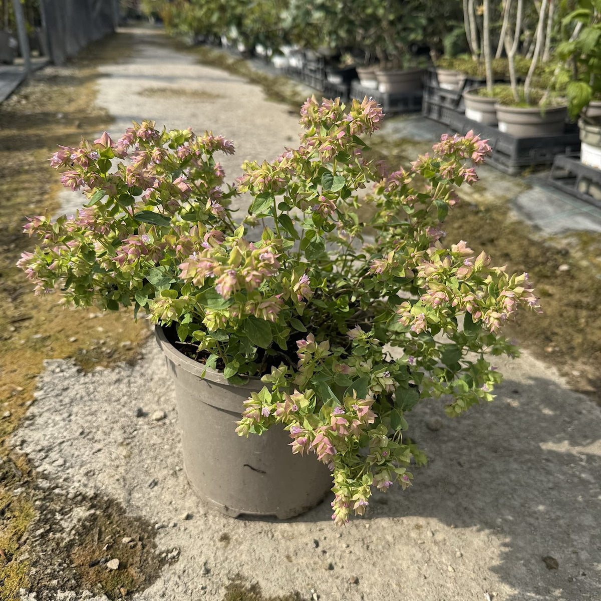 Origanum vulg. 'Dingle Fairy'