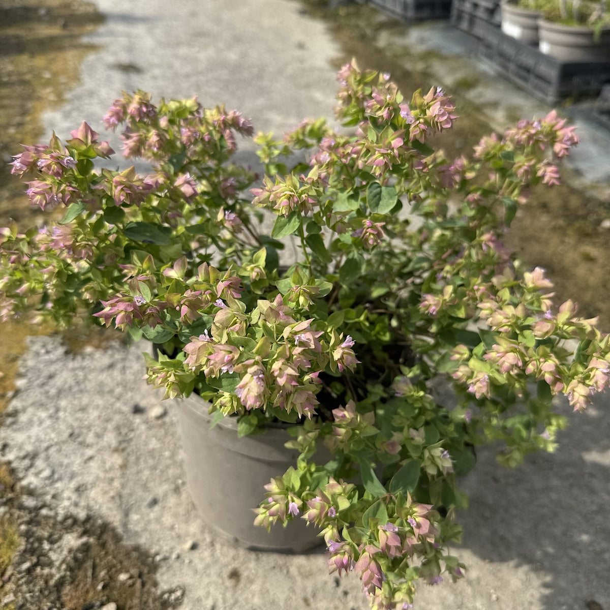 Origanum vulg. 'Dingle Fairy'