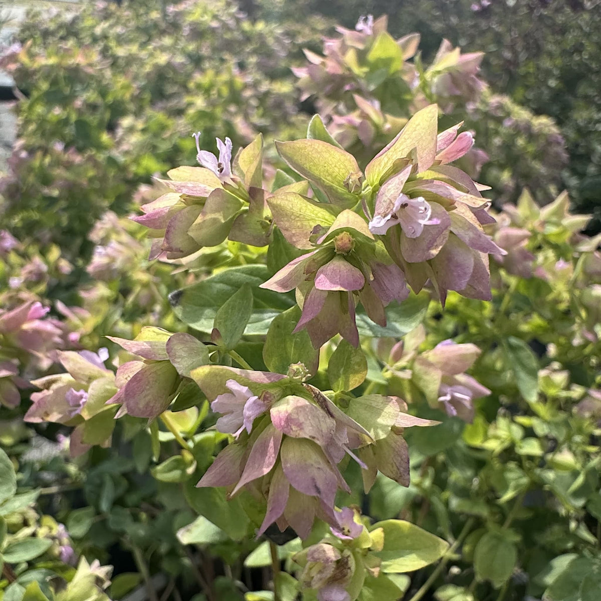 Origanum vulg. 'Dingle Fairy'