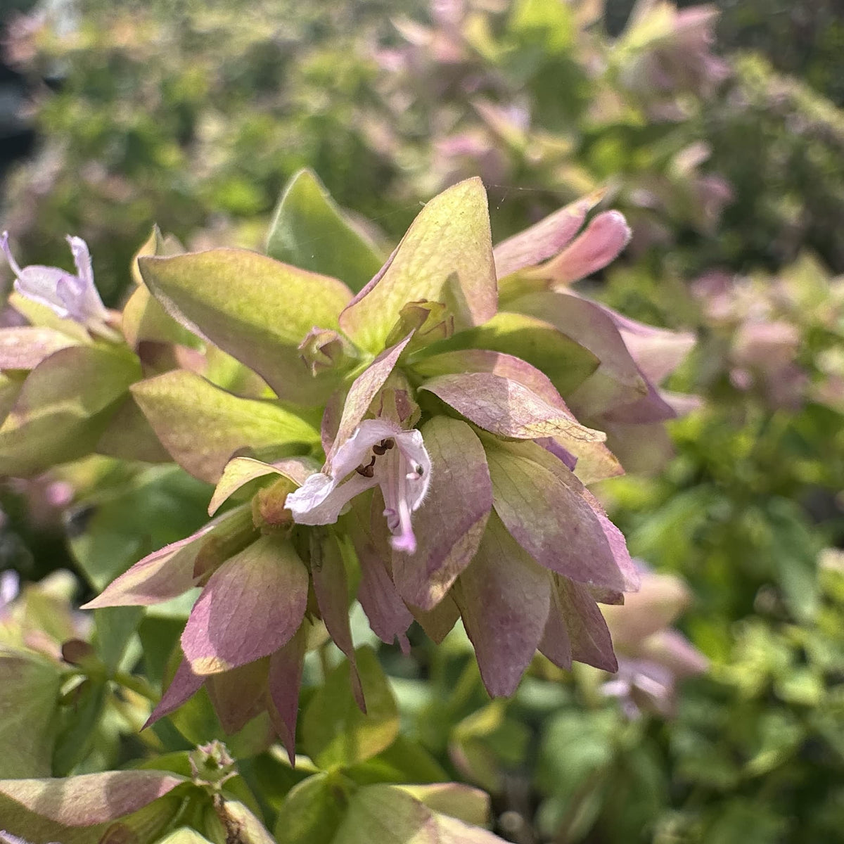 Origanum vulg. 'Dingle Fairy'