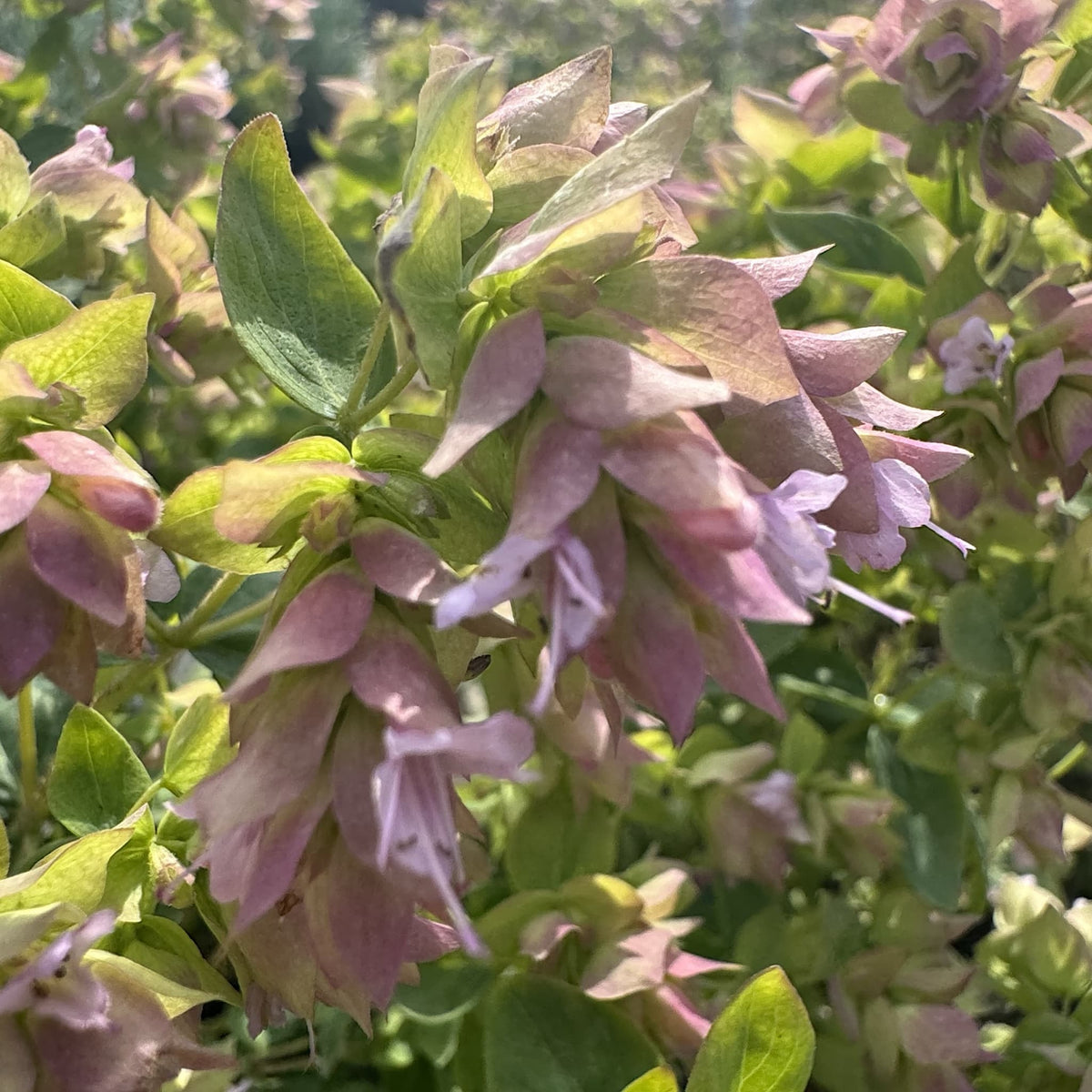 Origanum vulg. 'Dingle Fairy'