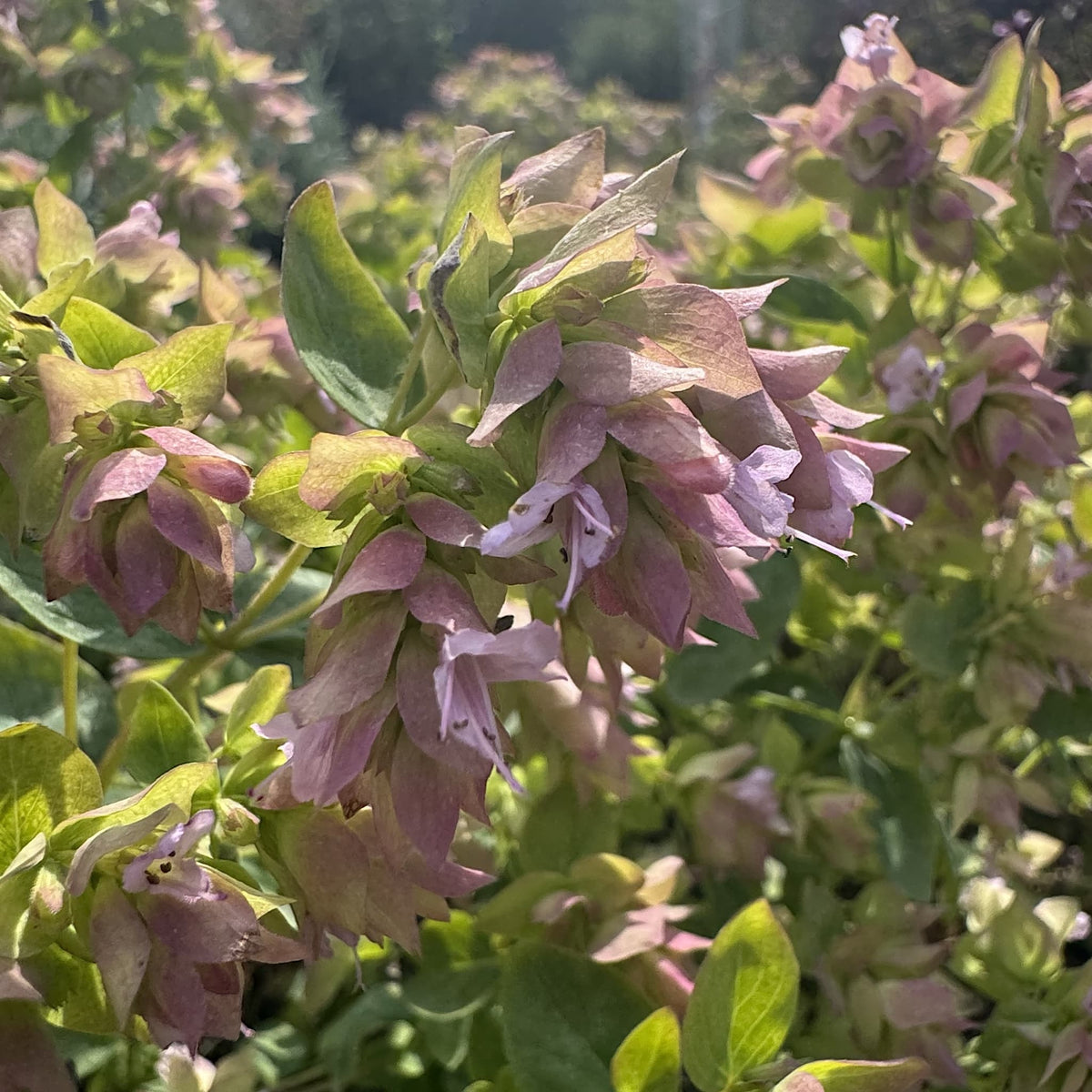 Origanum vulg. 'Dingle Fairy'