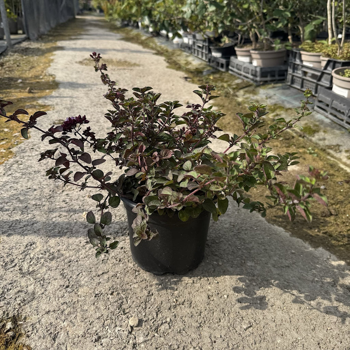 Origanum 'Rosenkuppel'