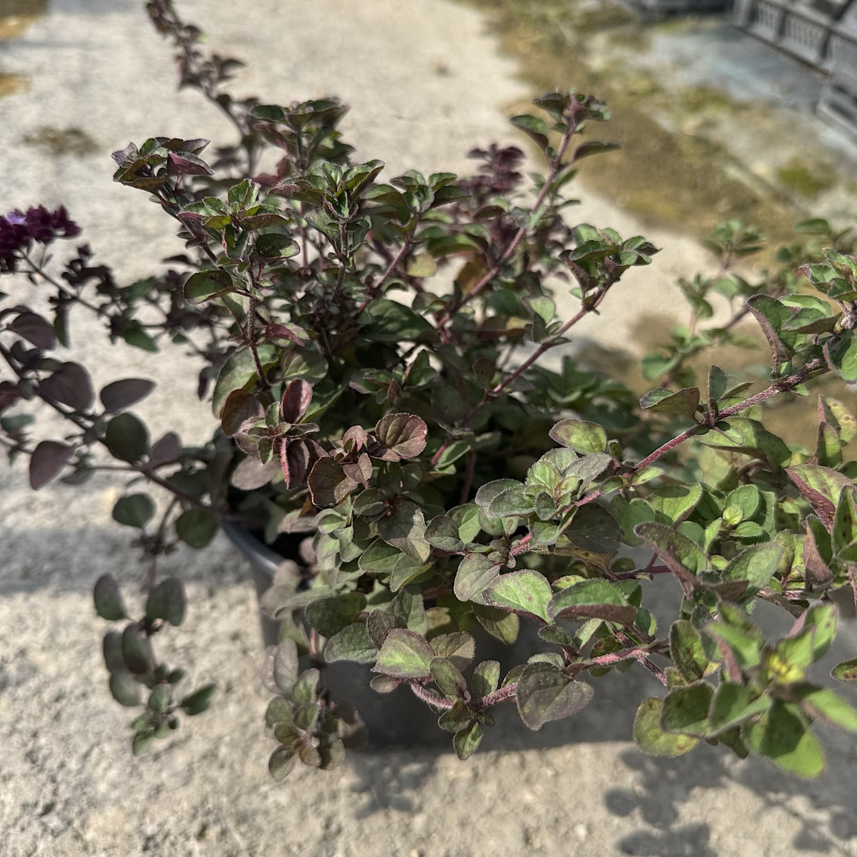 Origanum 'Rosenkuppel'